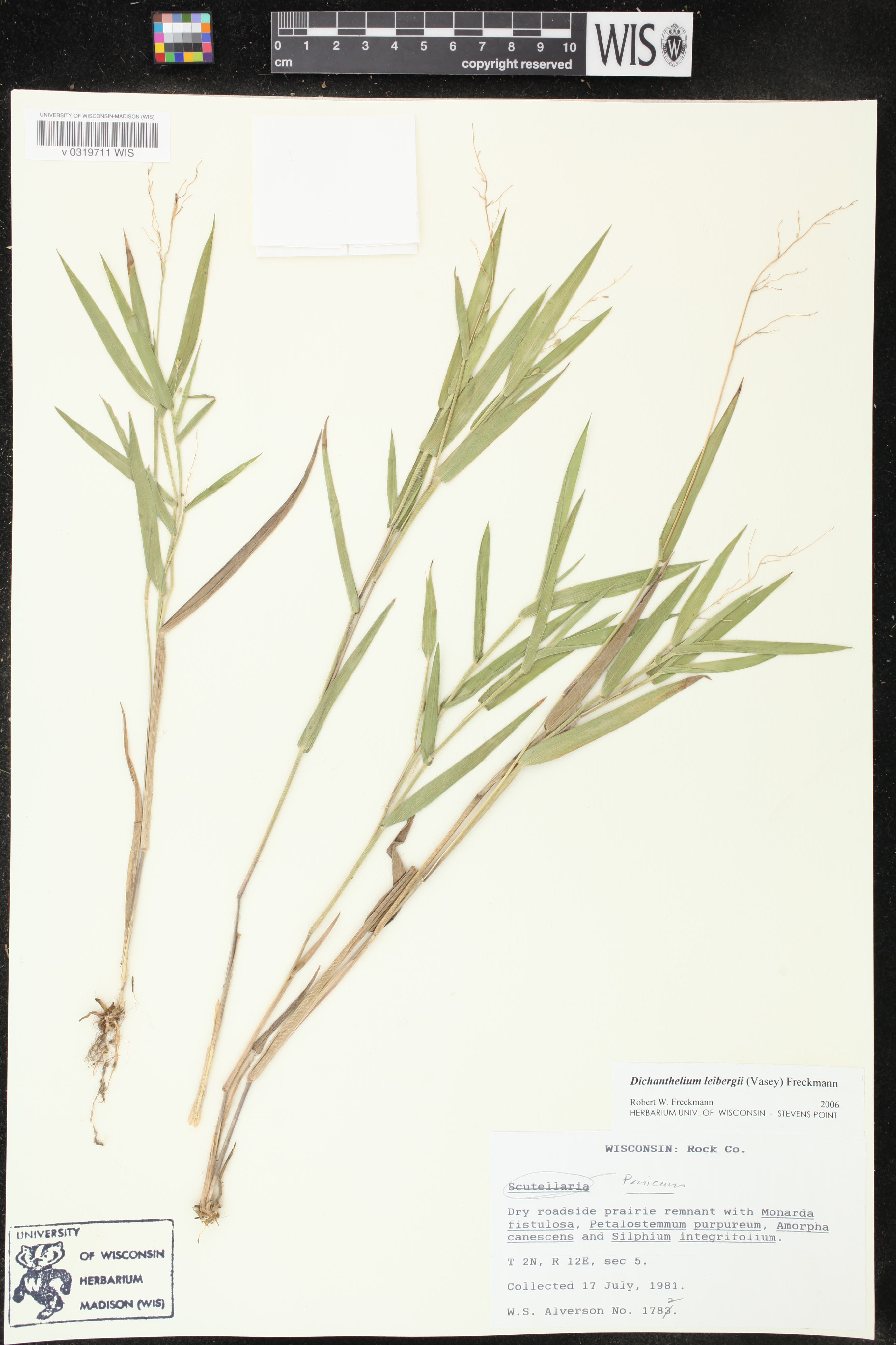 Dichanthelium leibergii image