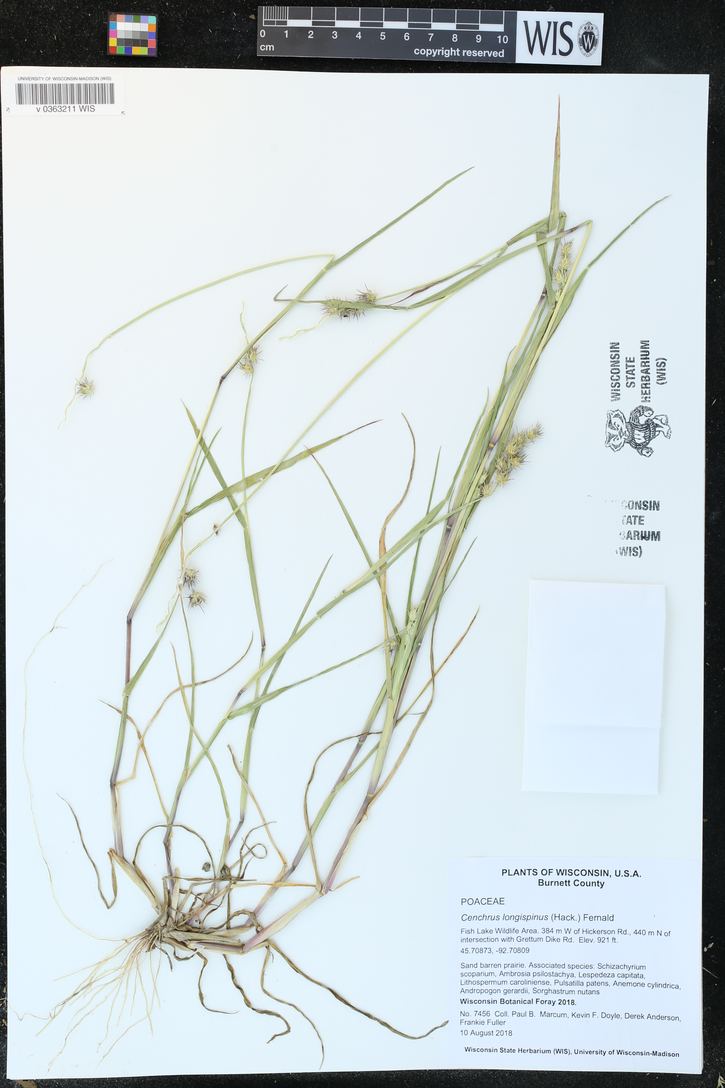 Cenchrus longispinus image