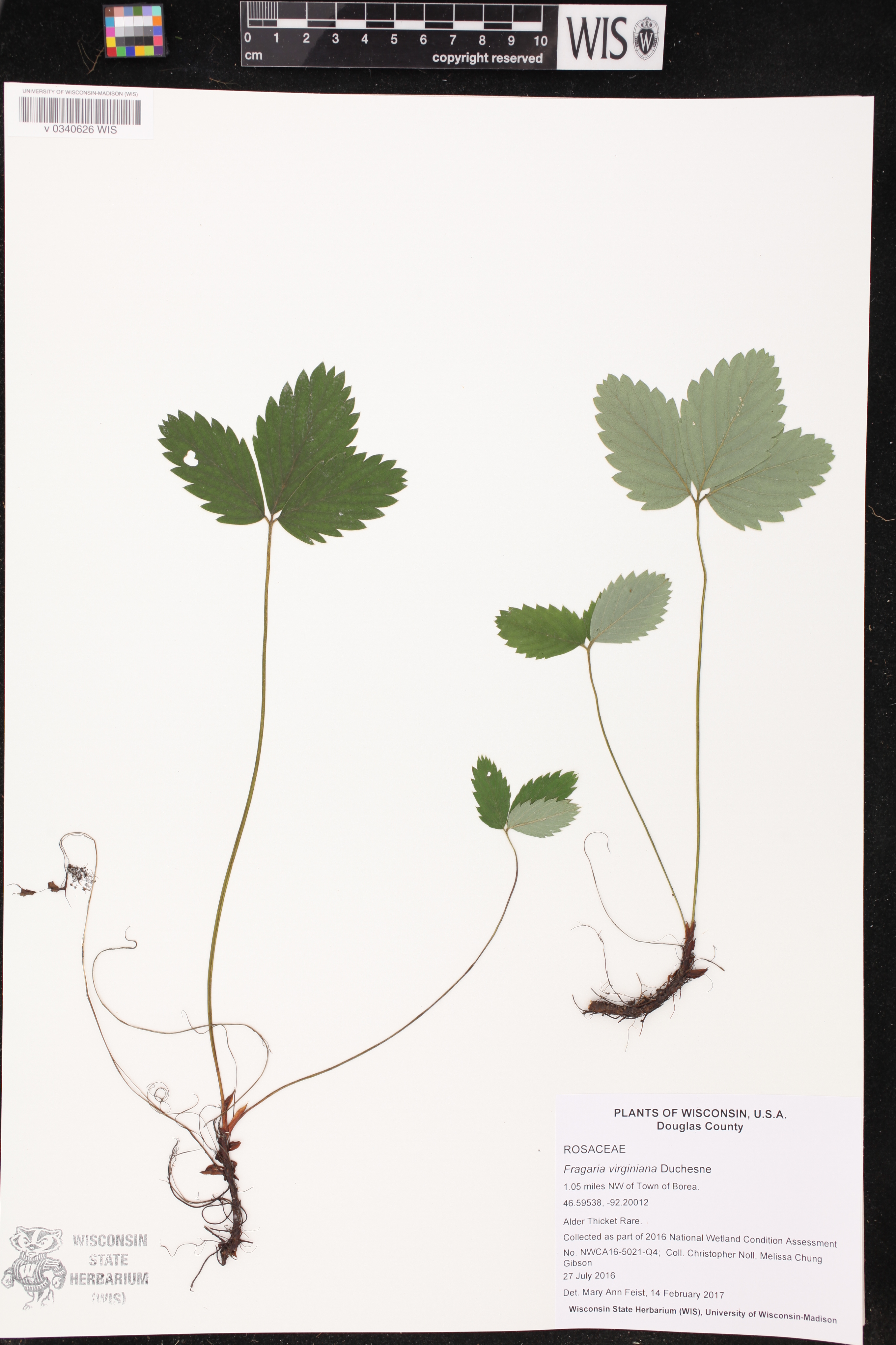 Fragaria virginiana image