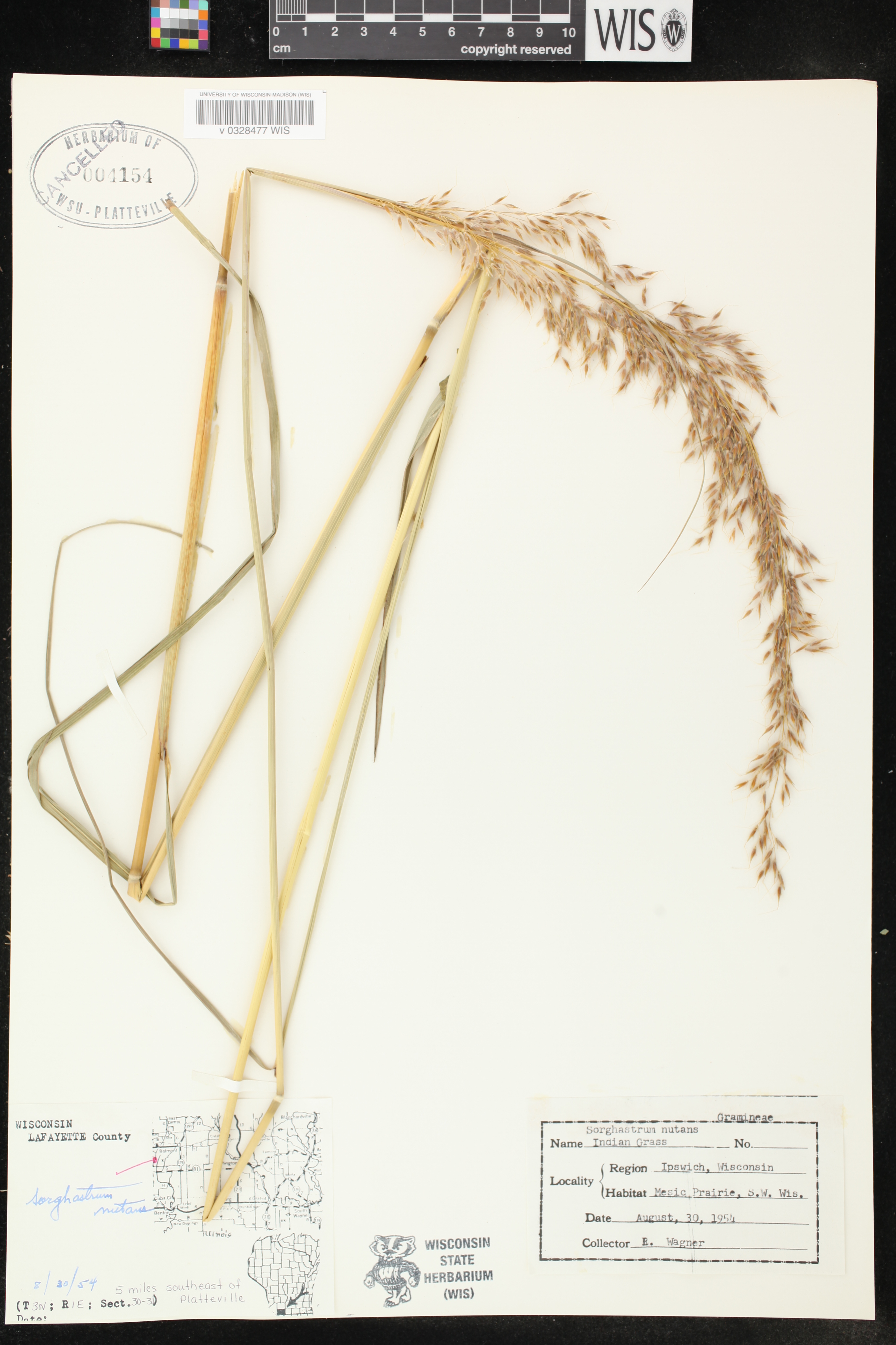 Sorghastrum nutans image