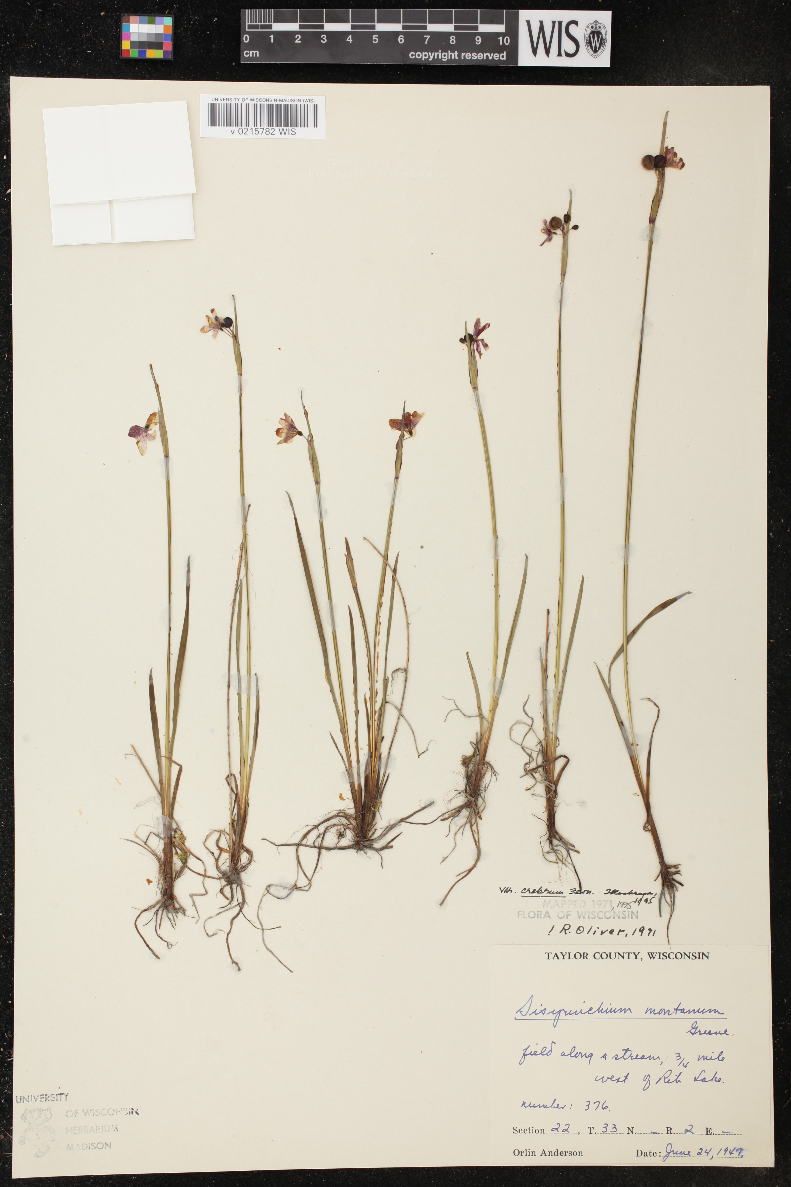 Sisyrinchium montanum image