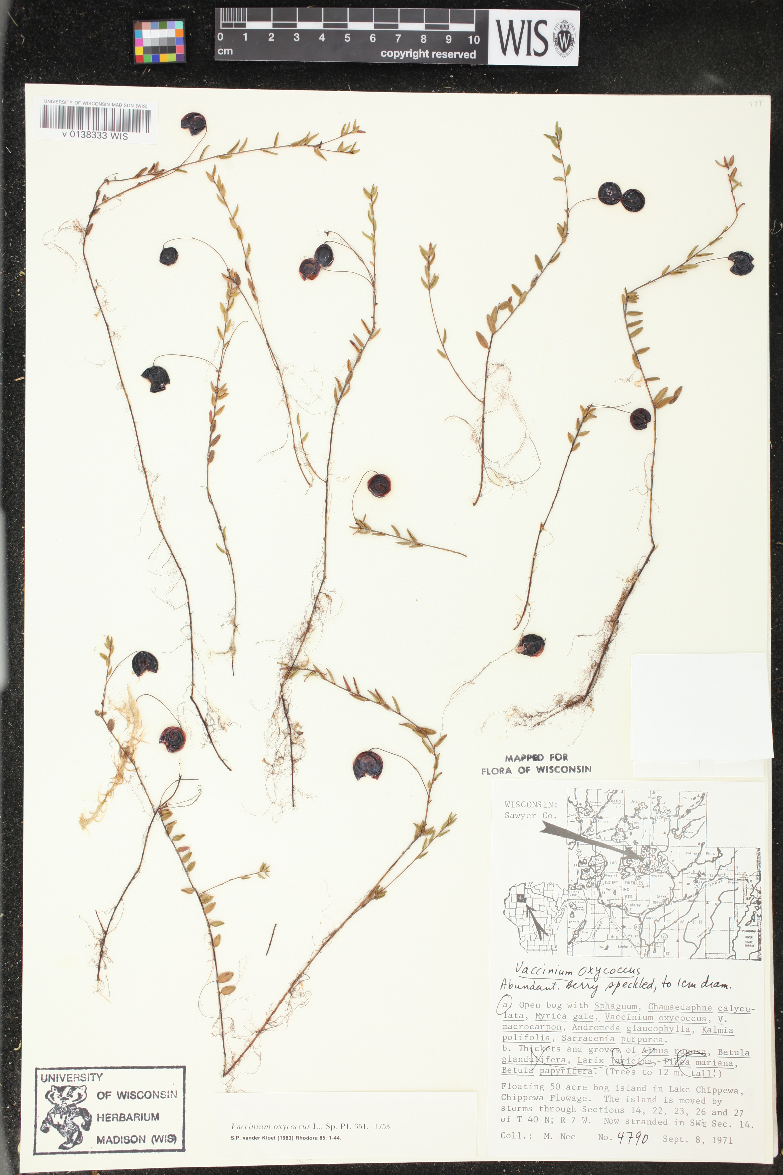 Vaccinium oxycoccos image