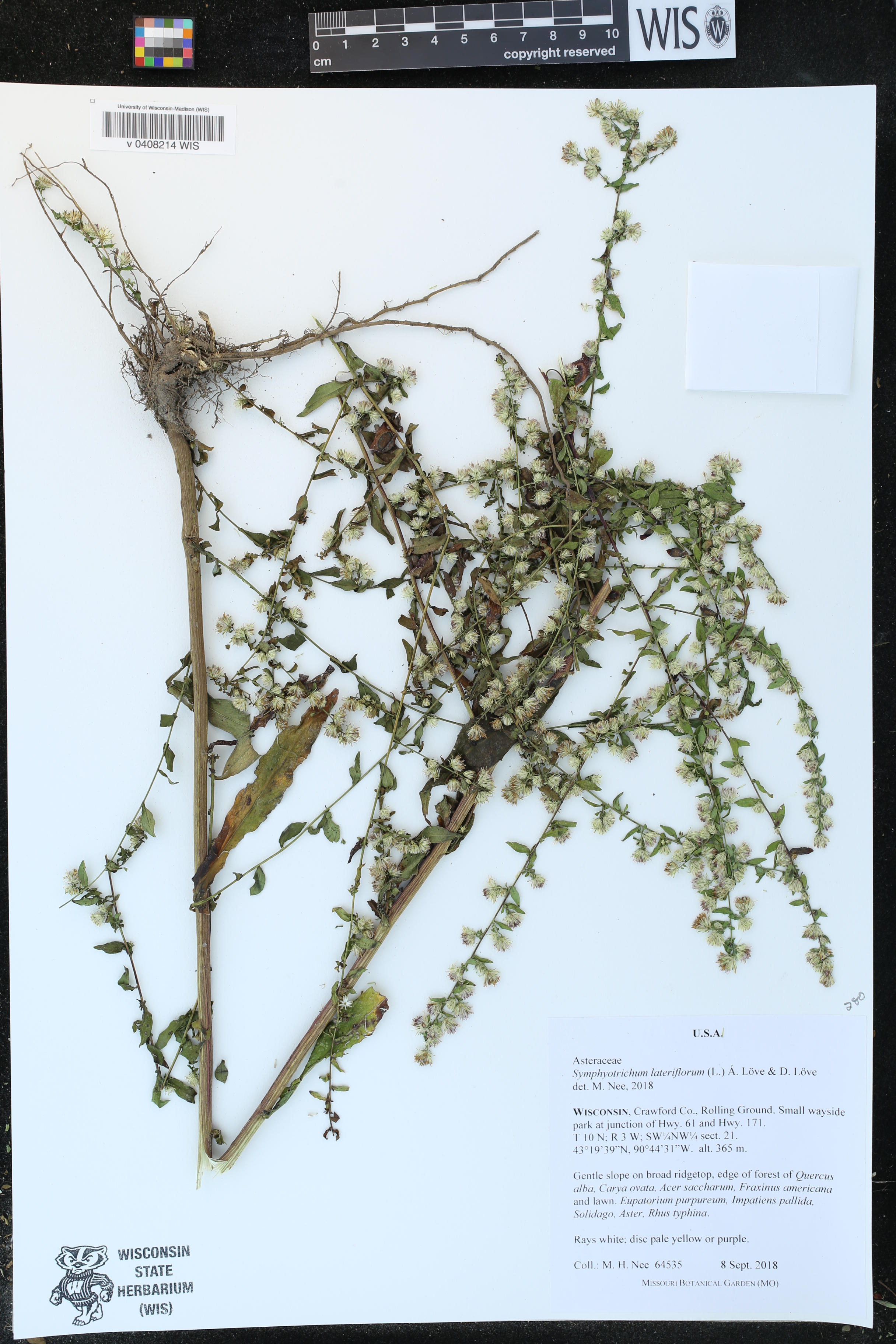 Symphyotrichum lateriflorum image