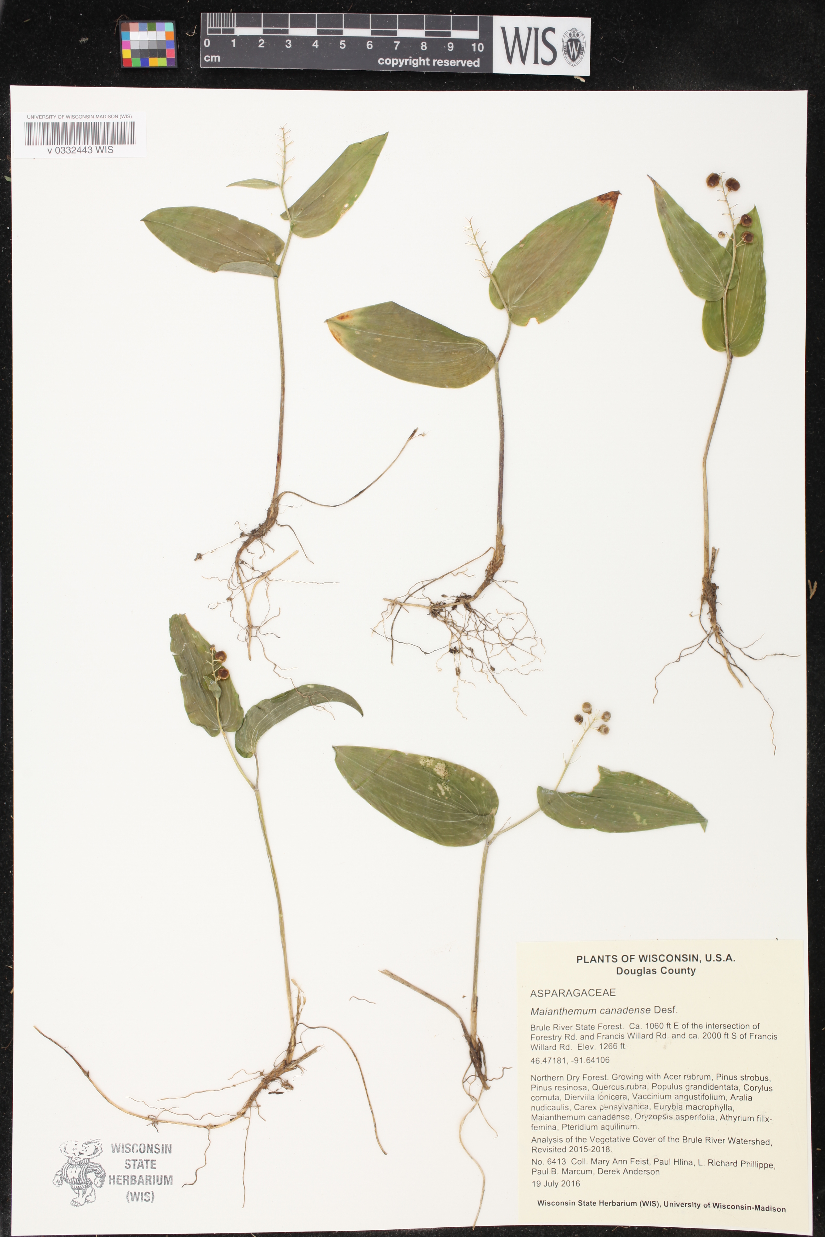 Maianthemum canadense image