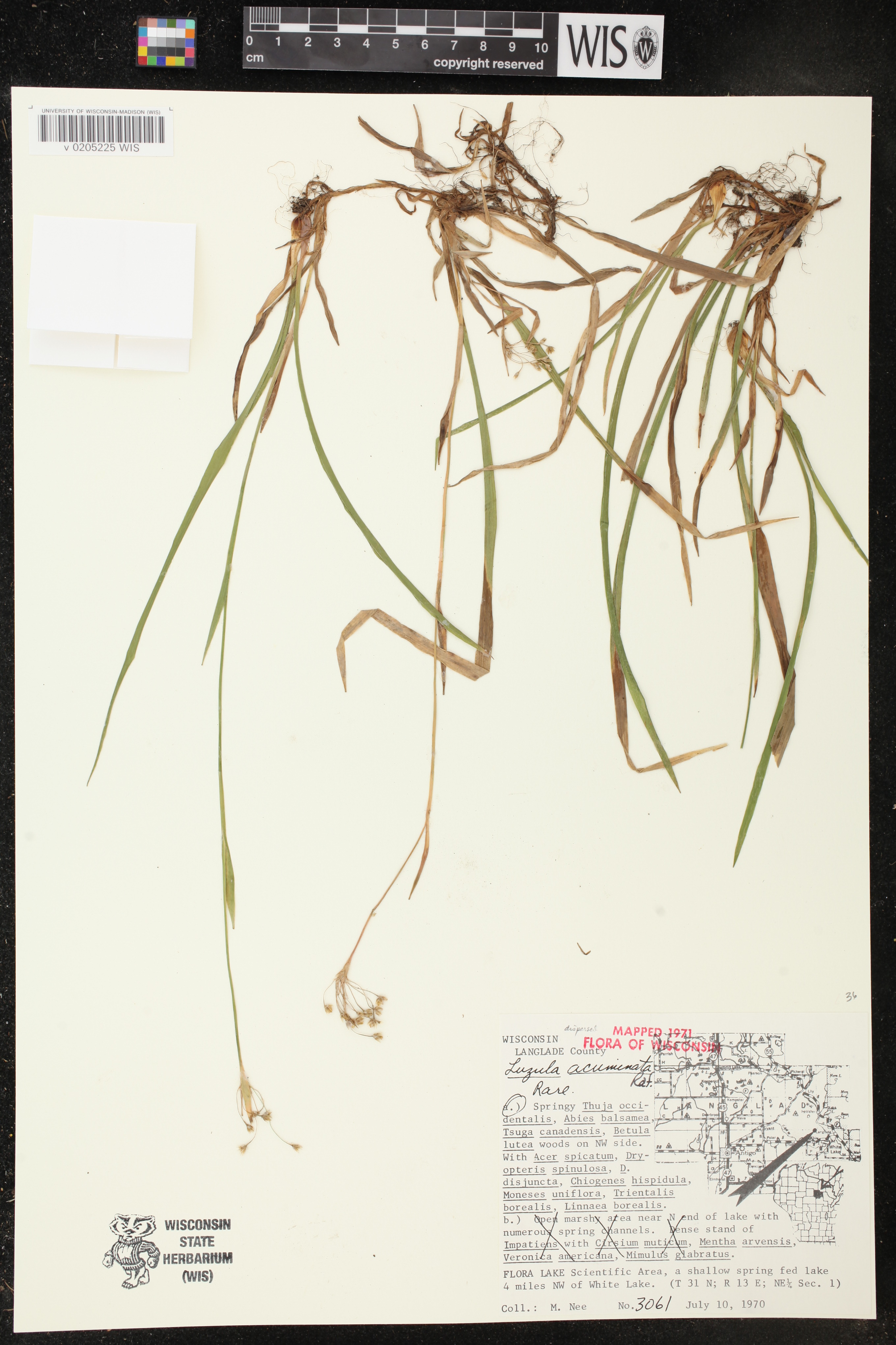 Luzula acuminata image