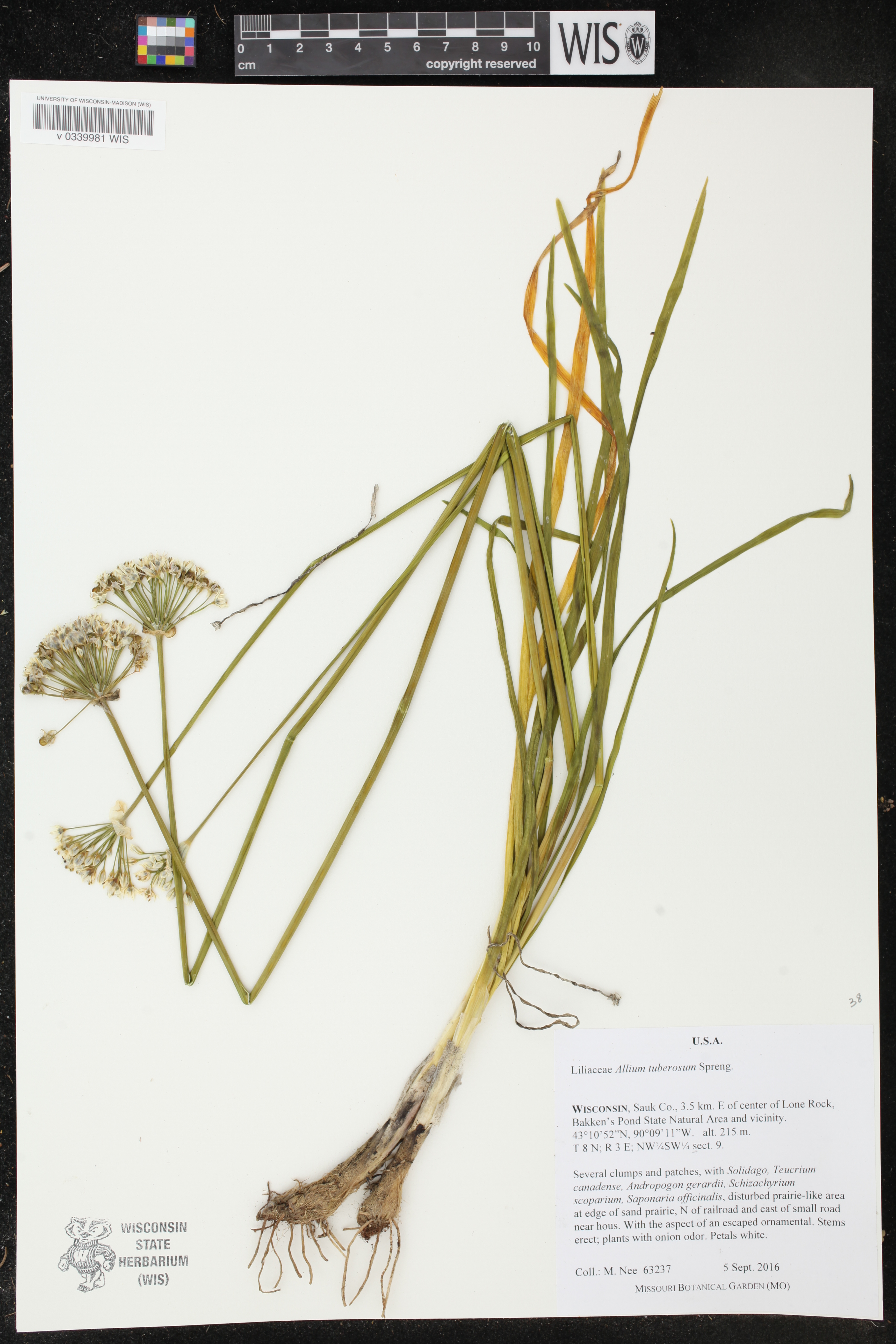 Allium tuberosum image