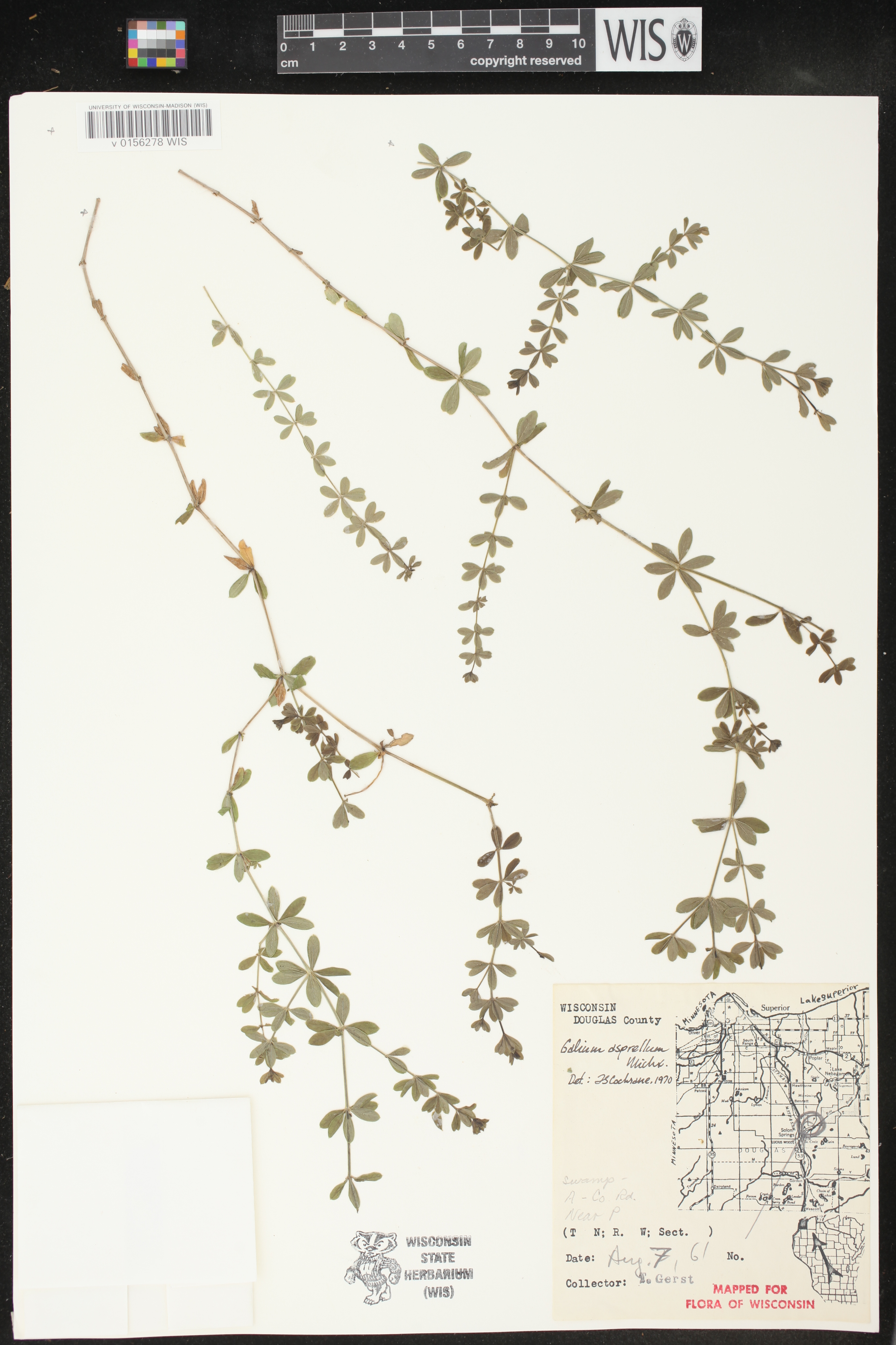 Galium asprellum image