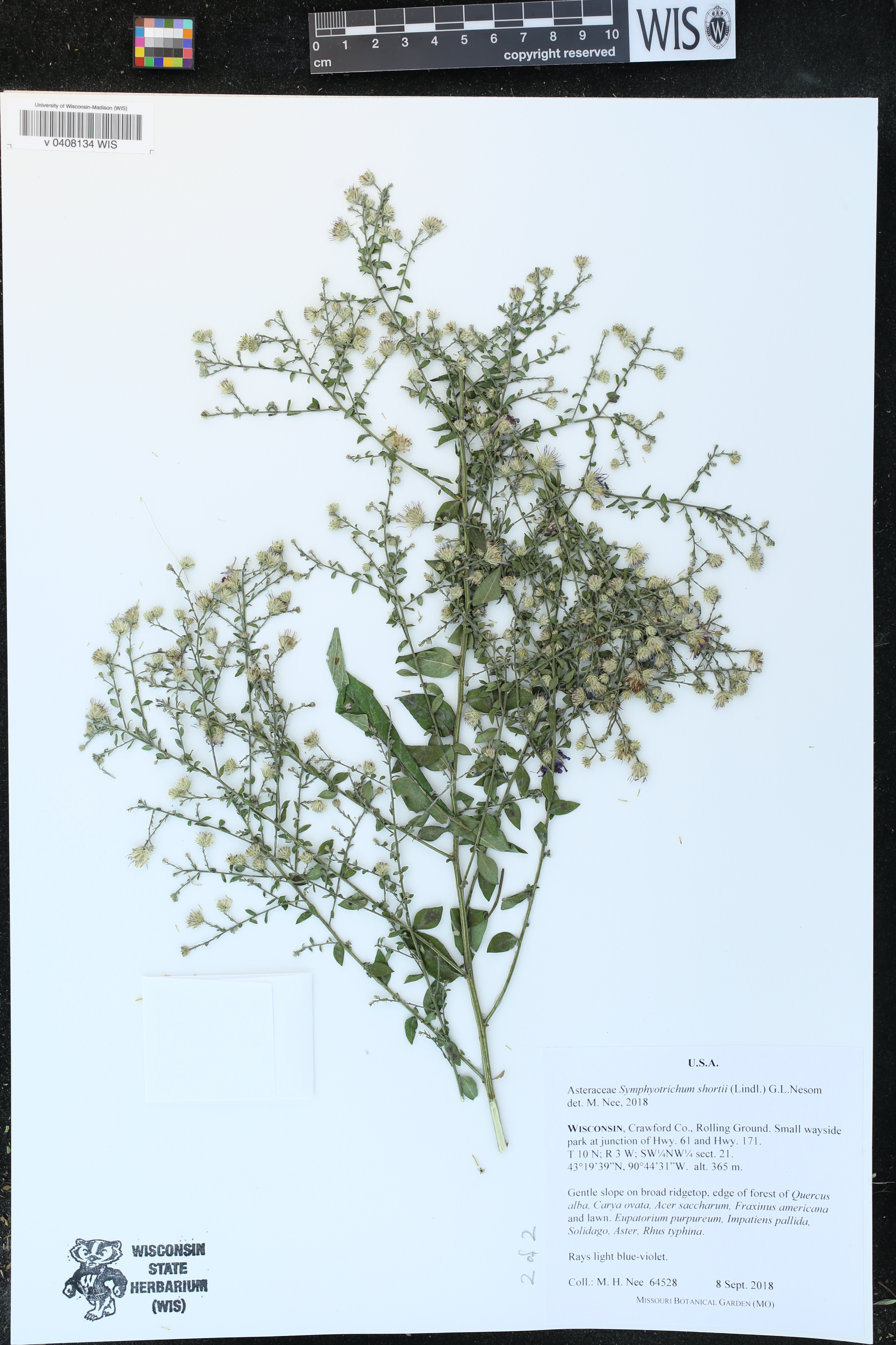 Symphyotrichum shortii image