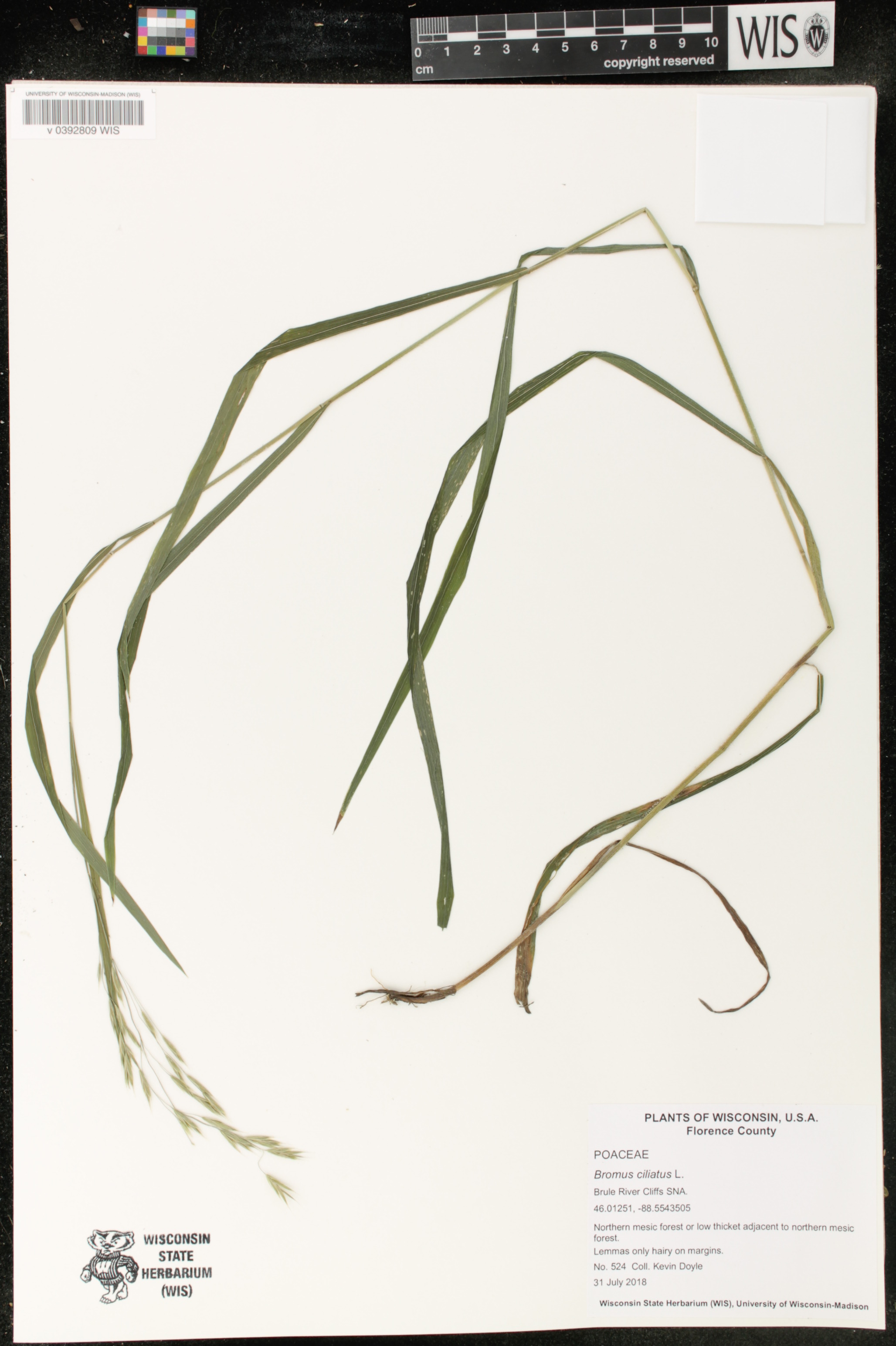 Bromus ciliatus image