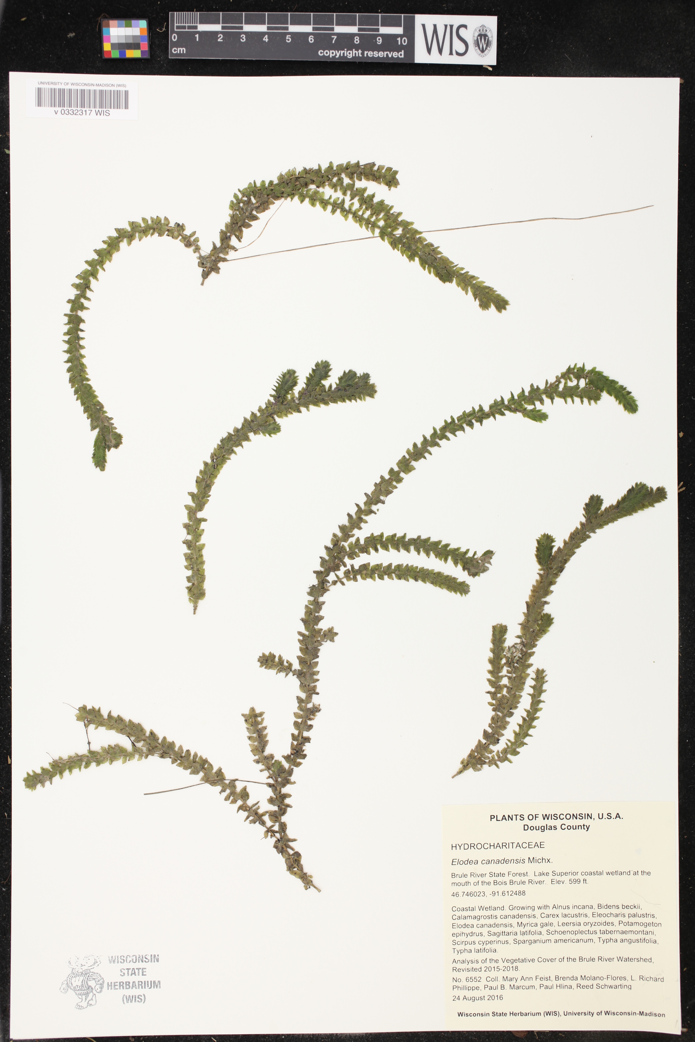 Elodea canadensis image