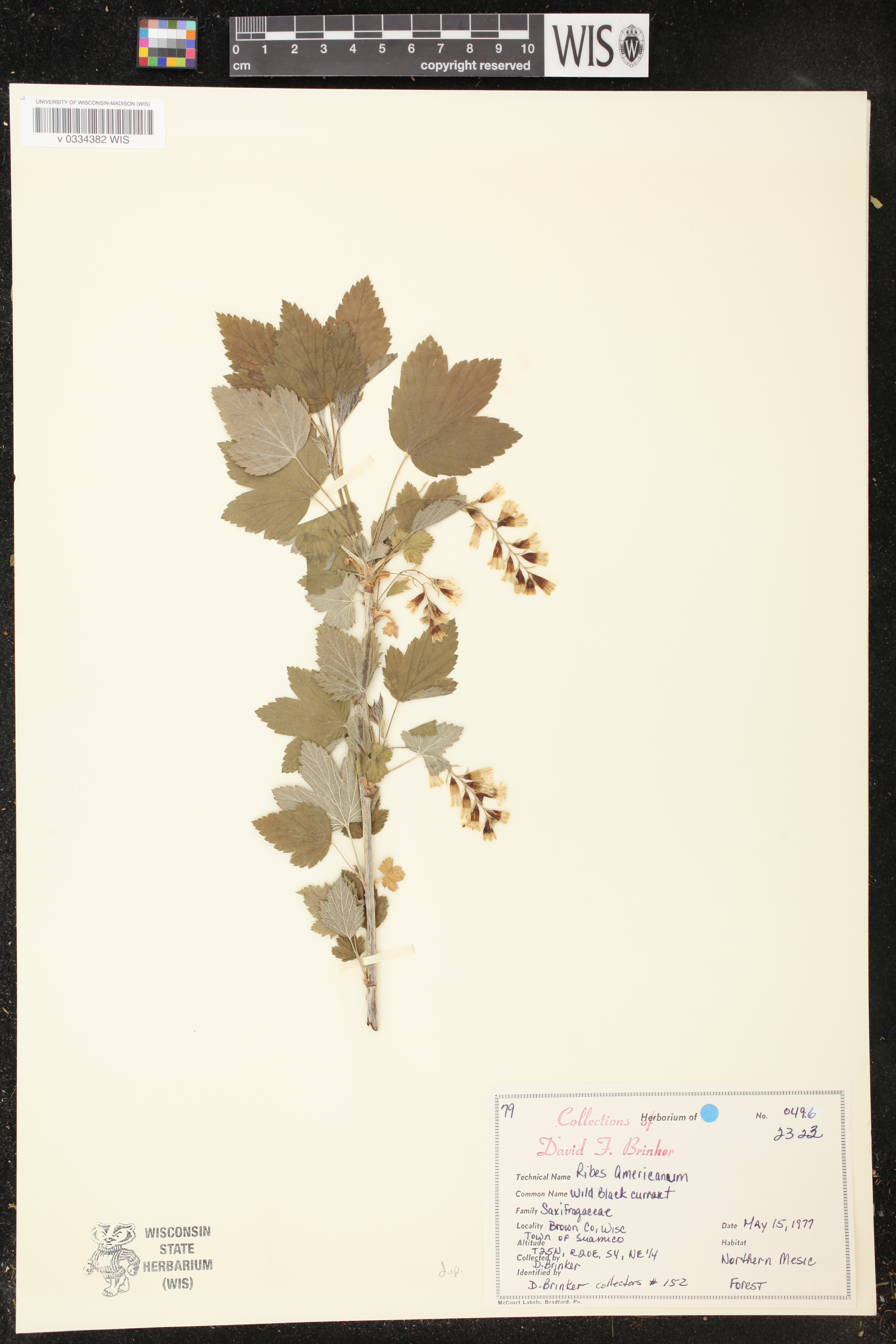 Ribes americanum image