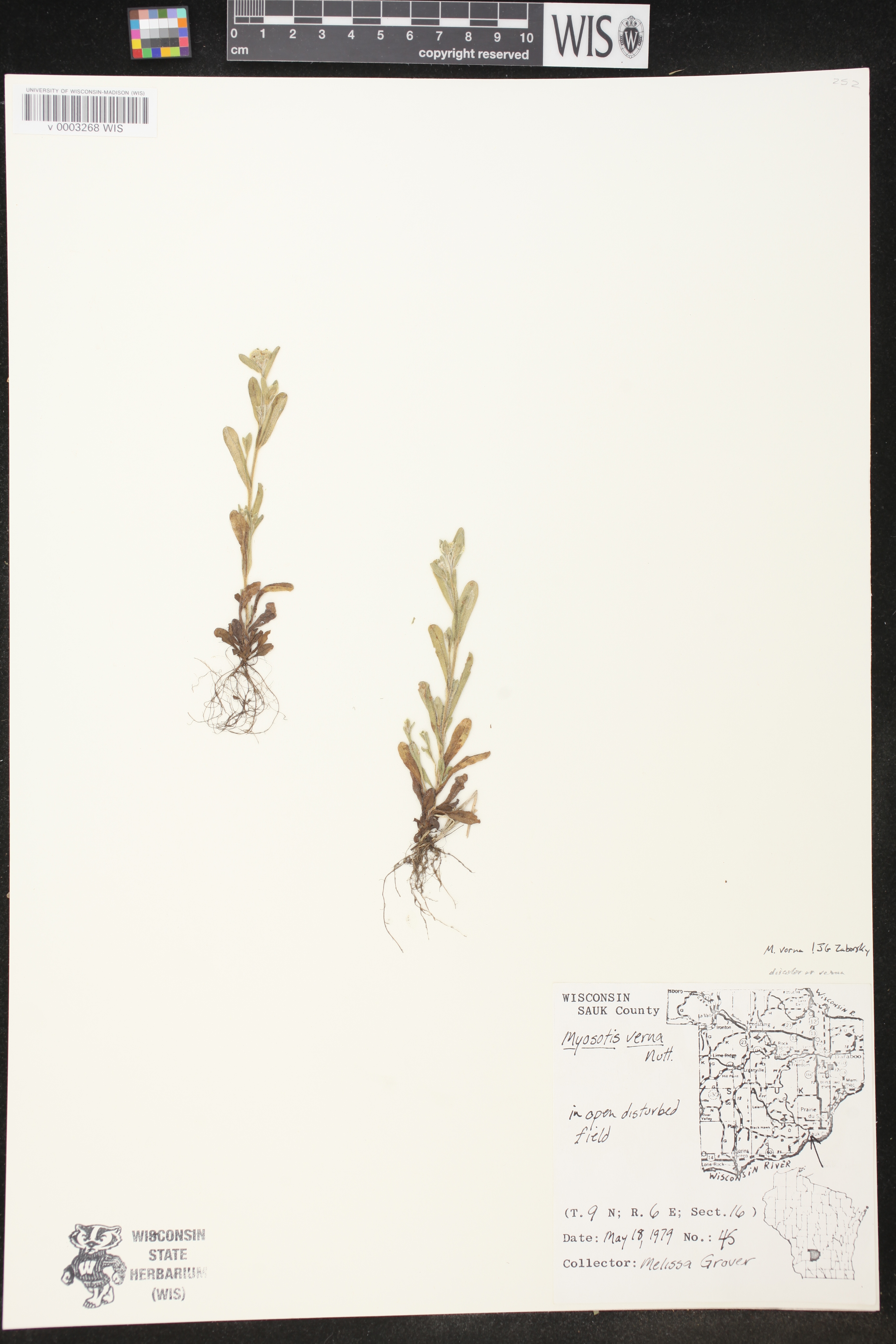Myosotis verna image