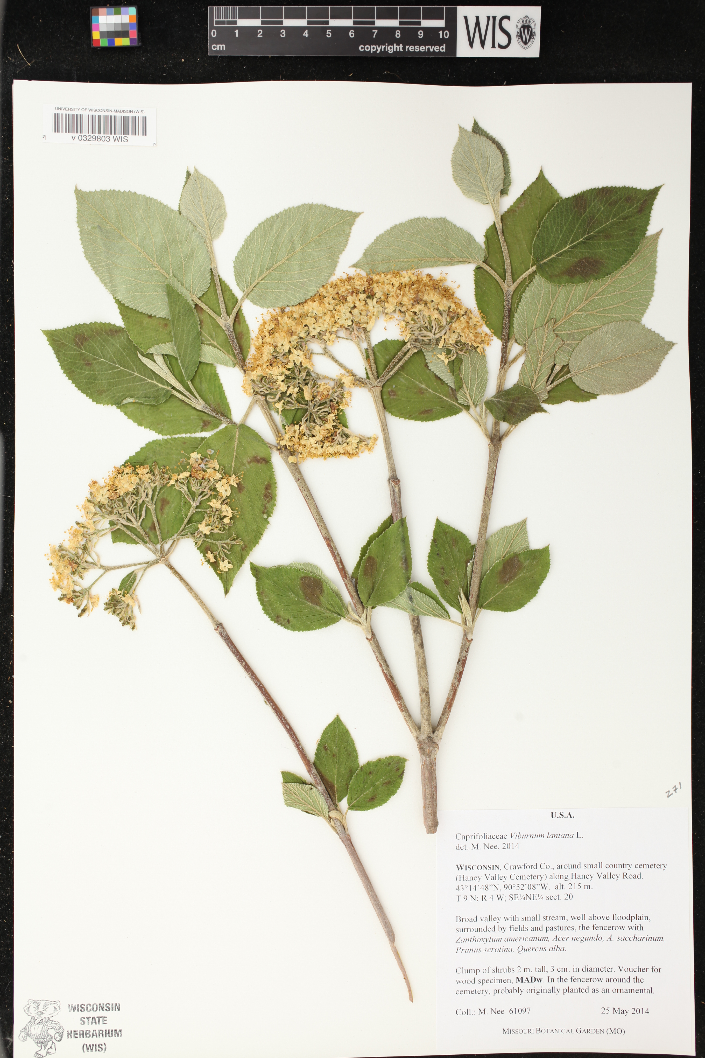 Viburnum lantana image