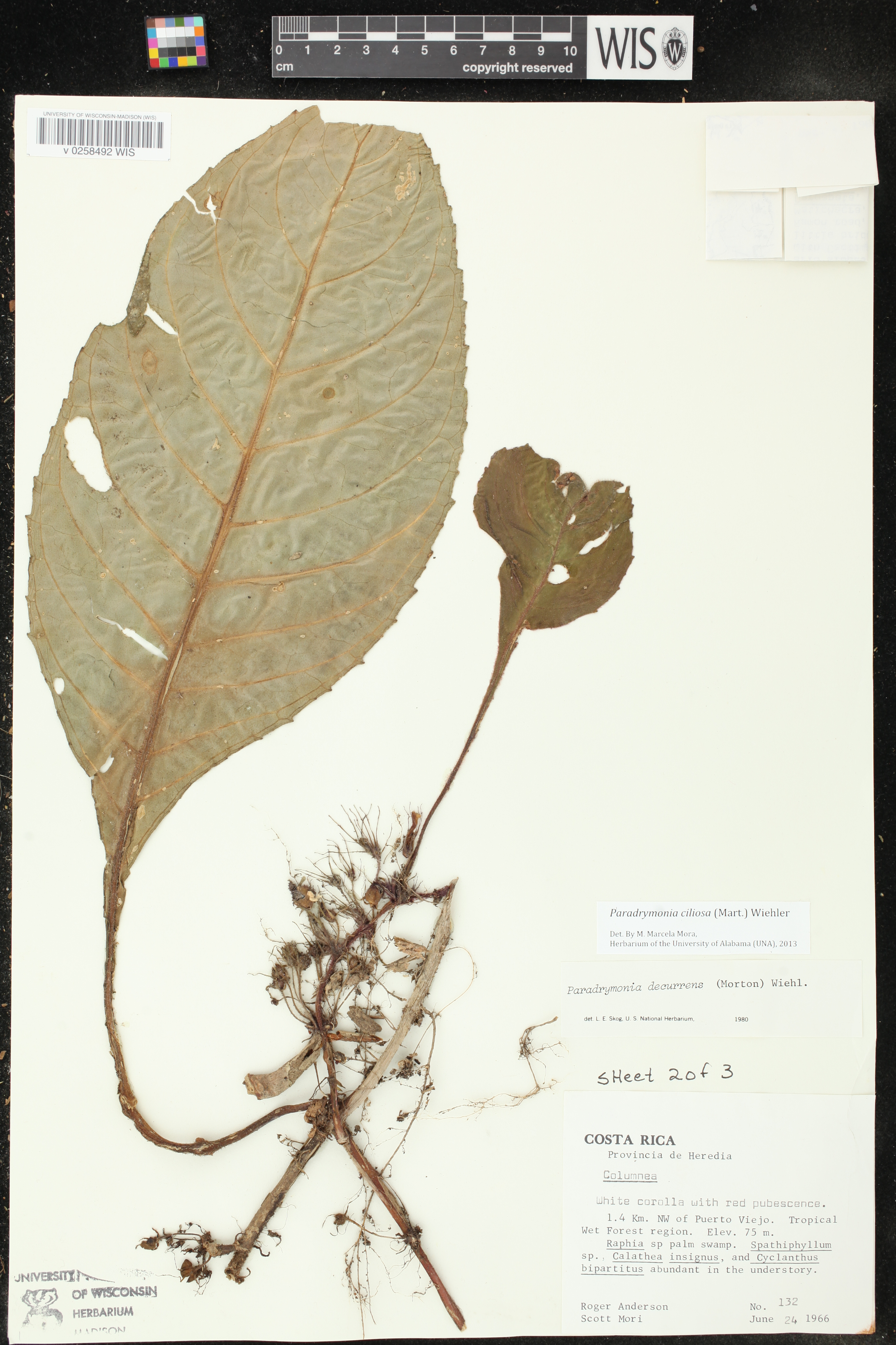 Paradrymonia ciliosa image