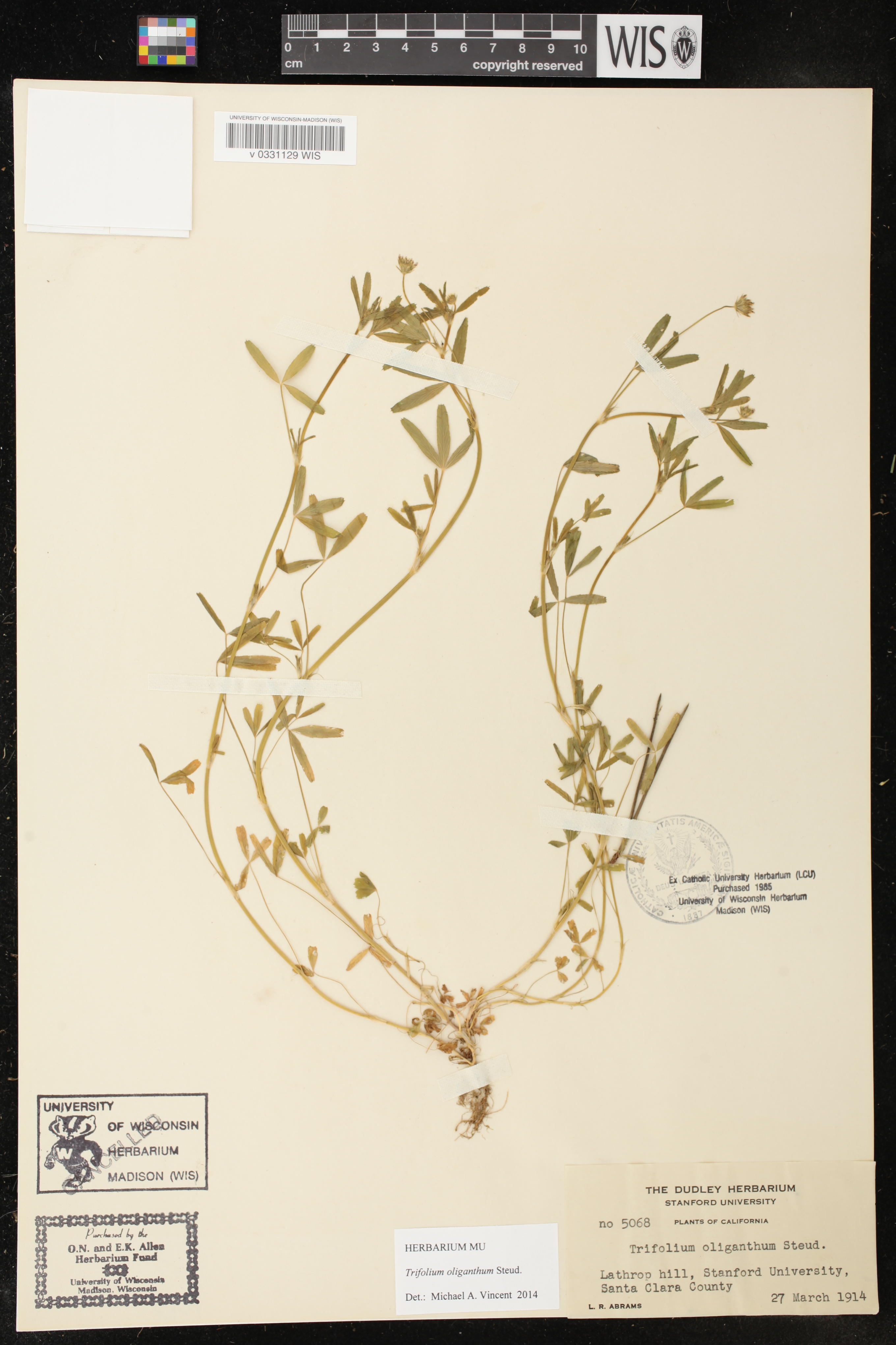 Trifolium oliganthum image