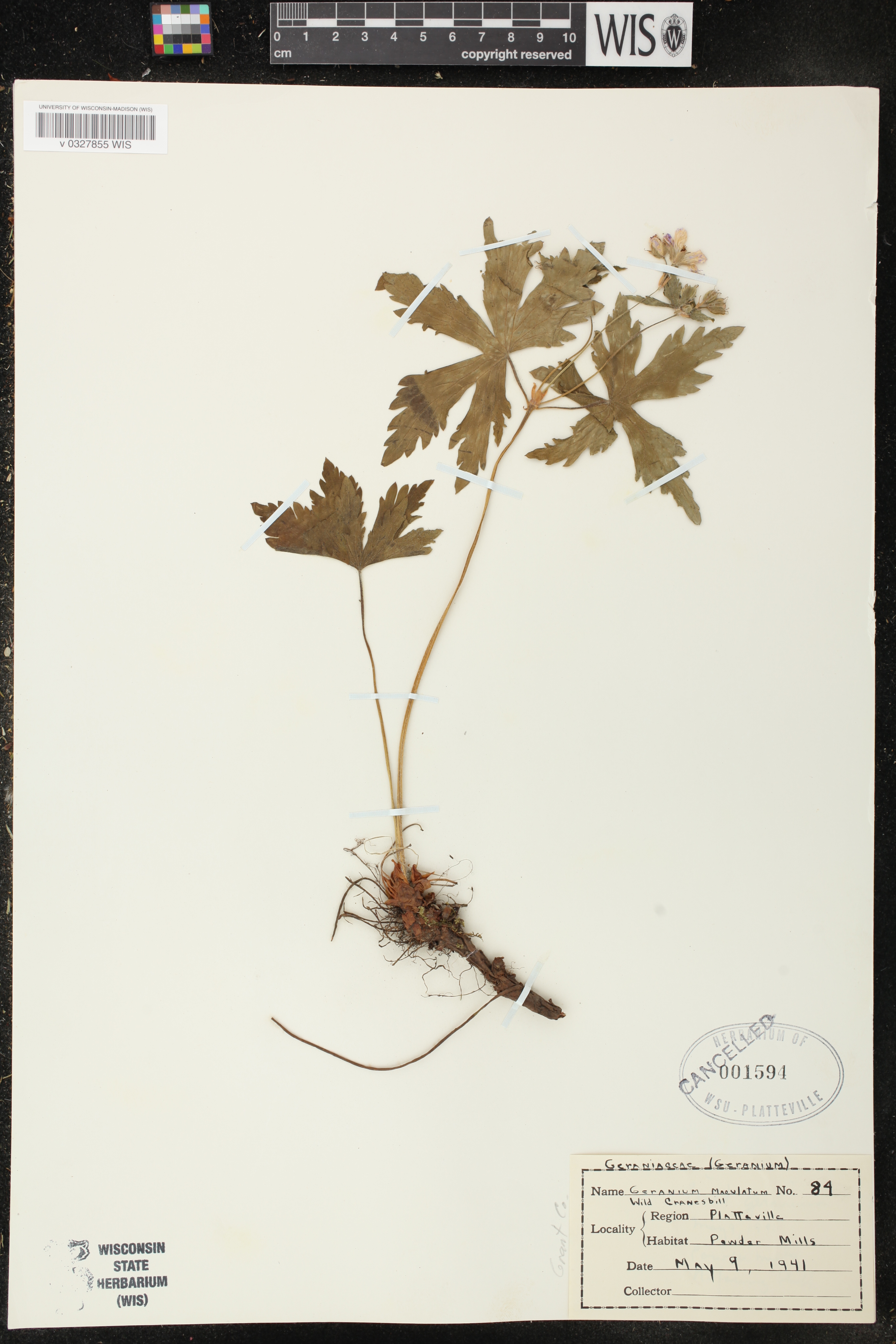 Geranium maculatum image