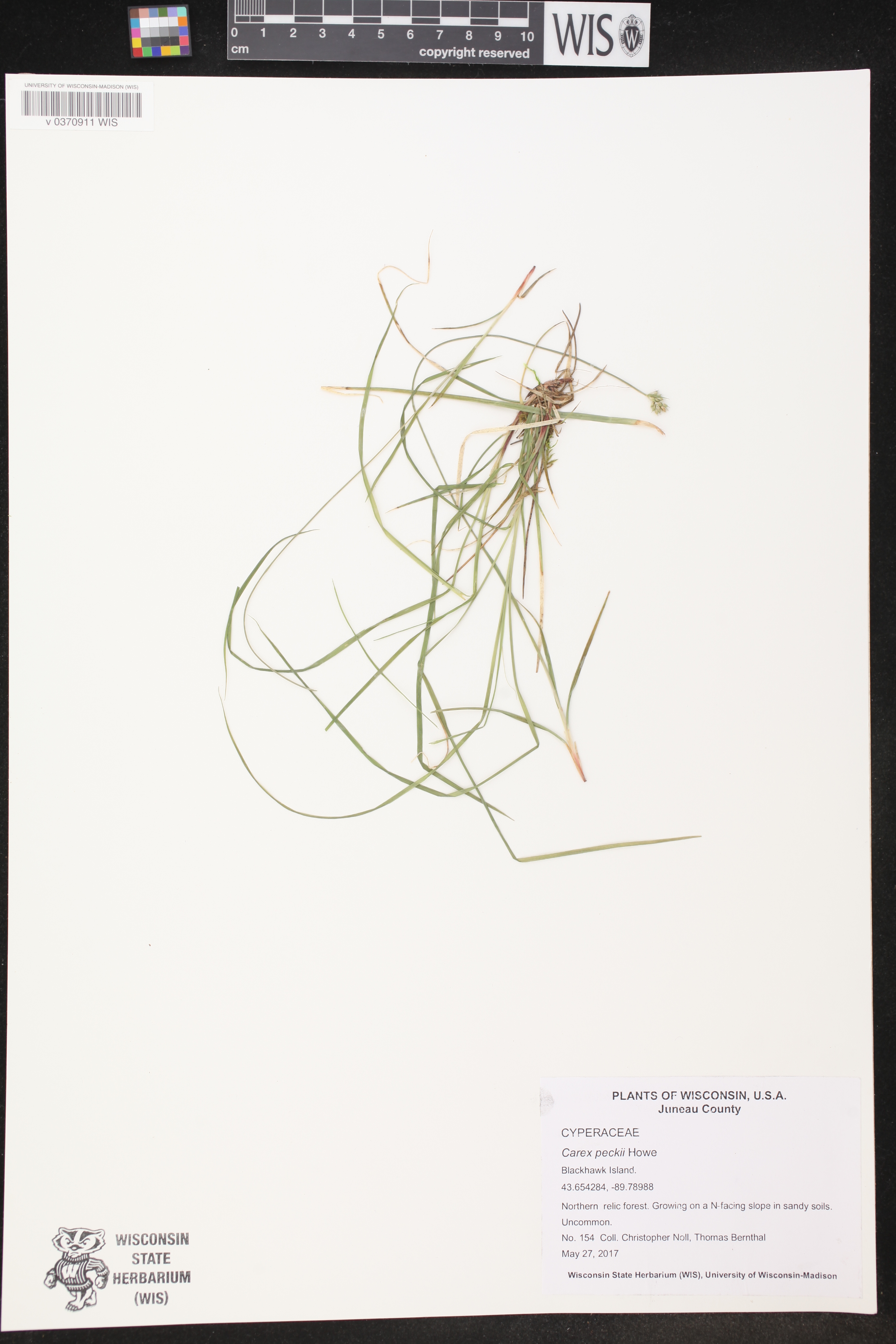Carex peckii image