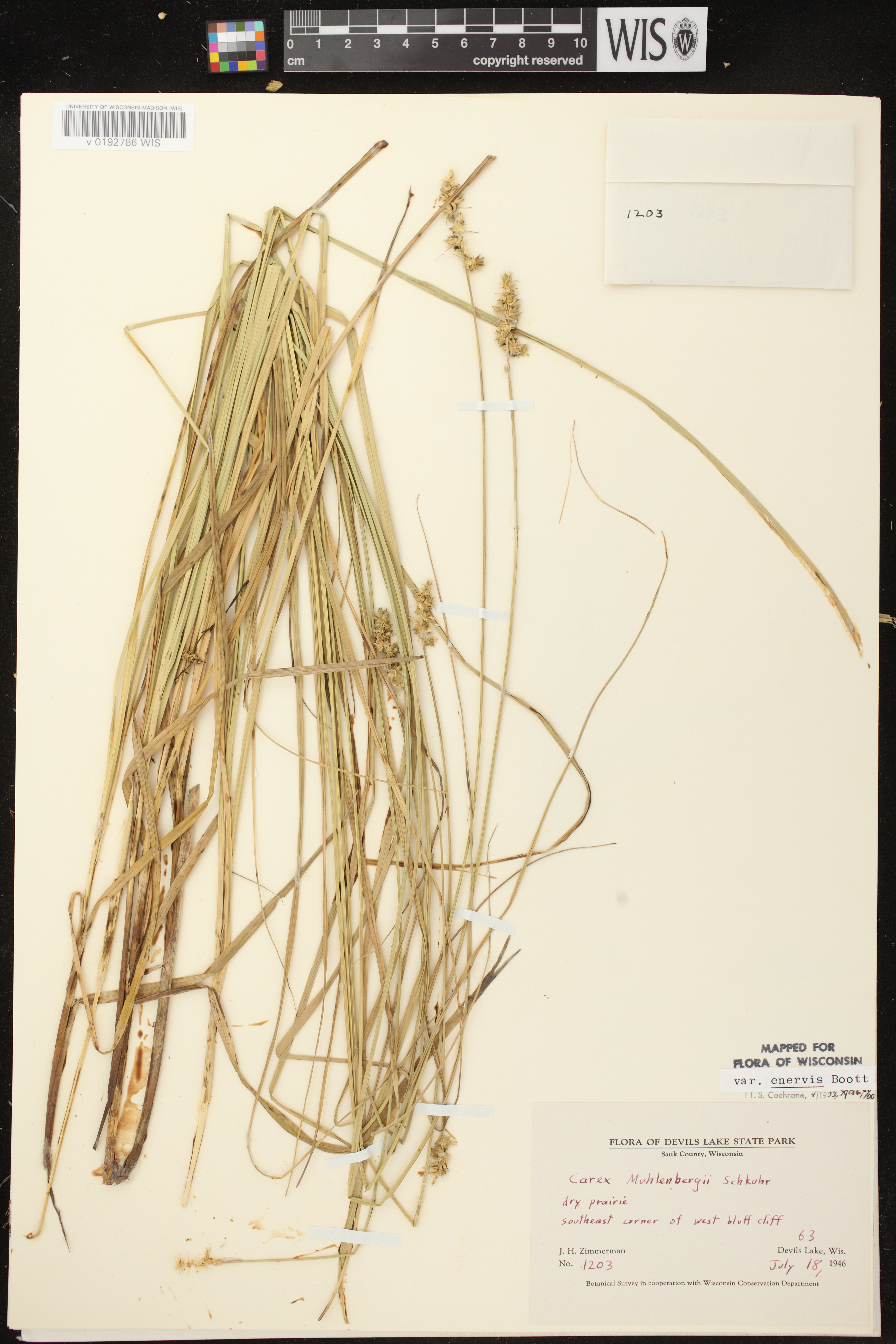 Image of Carex muehlenbergii var. enervis