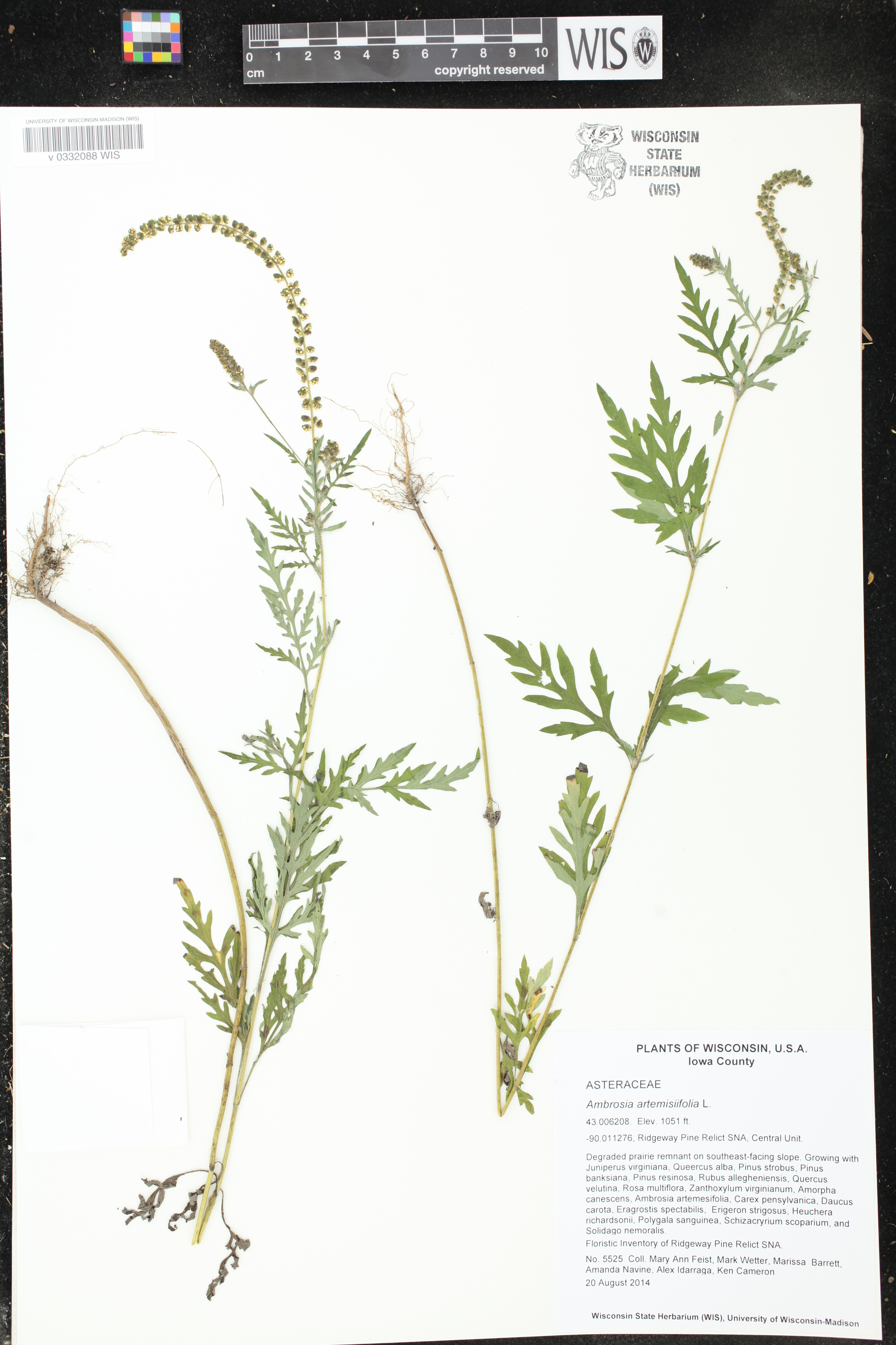 Ambrosia artemisiifolia image