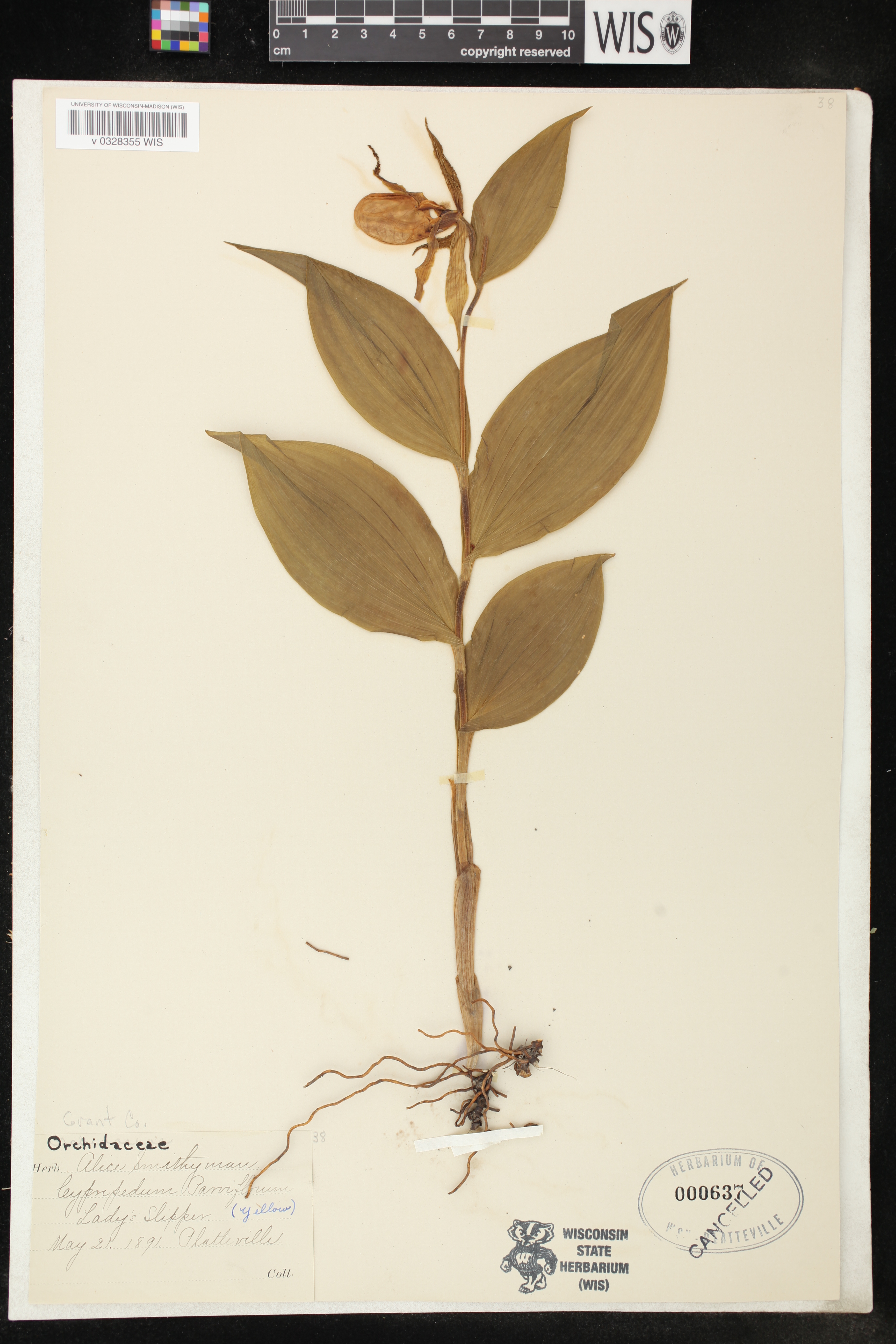 Cypripedium parviflorum var. makasin image