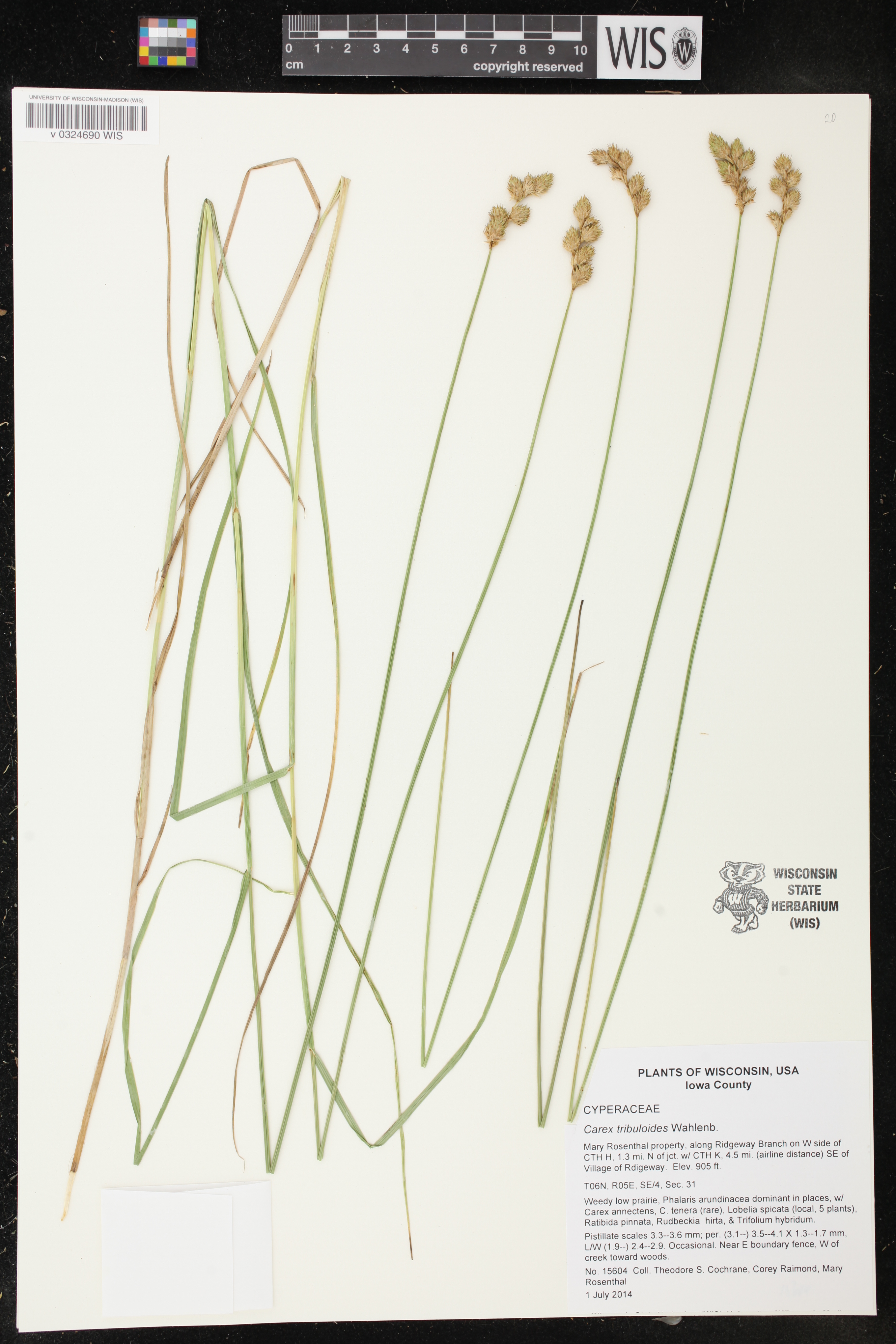 Carex tribuloides image
