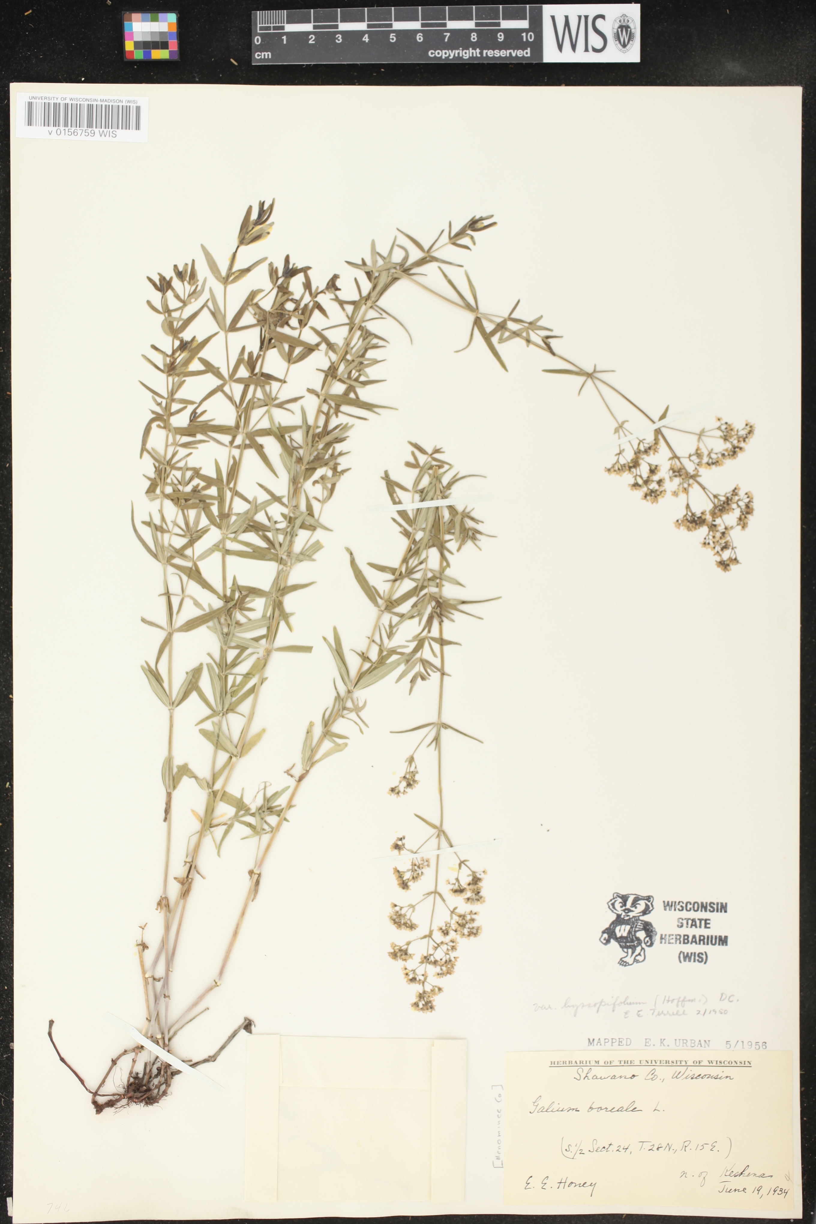 Galium boreale image