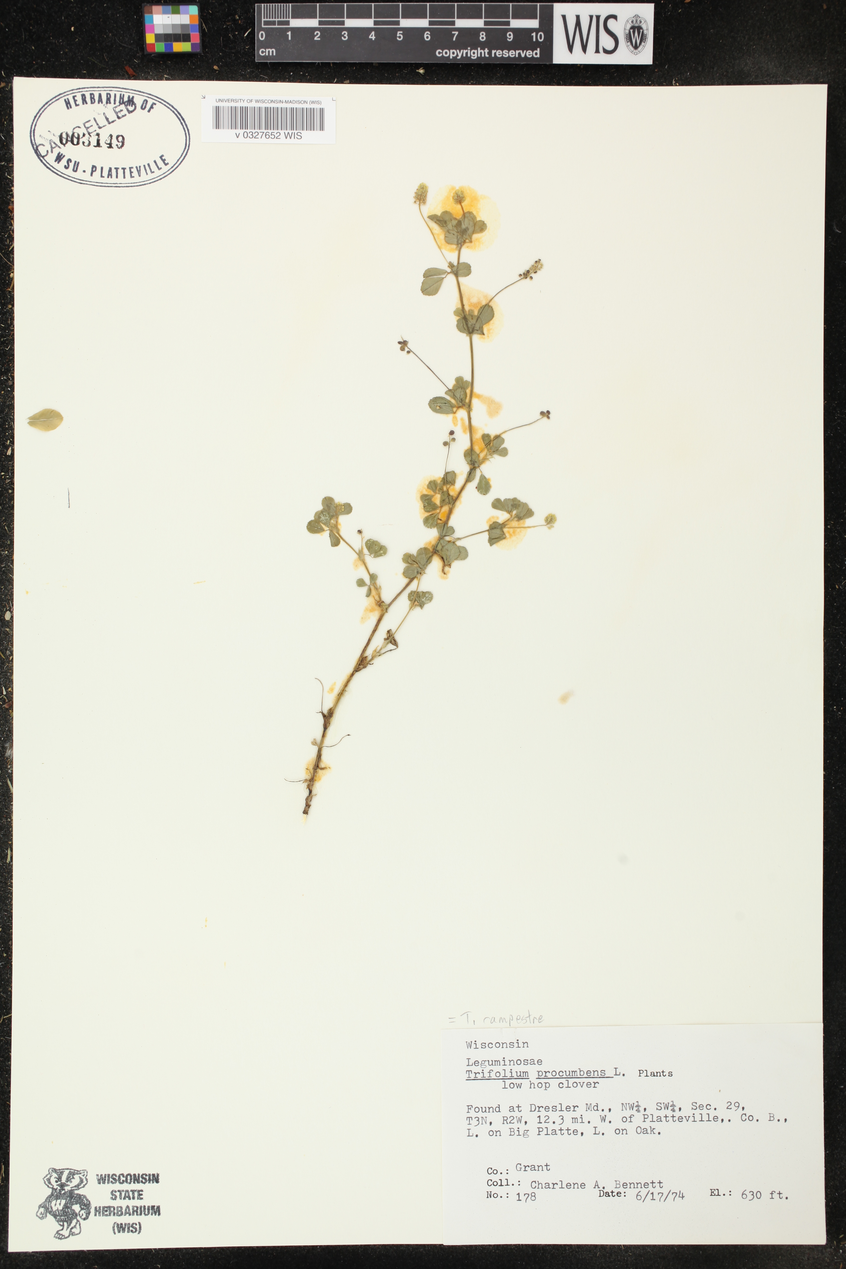 Medicago lupulina image