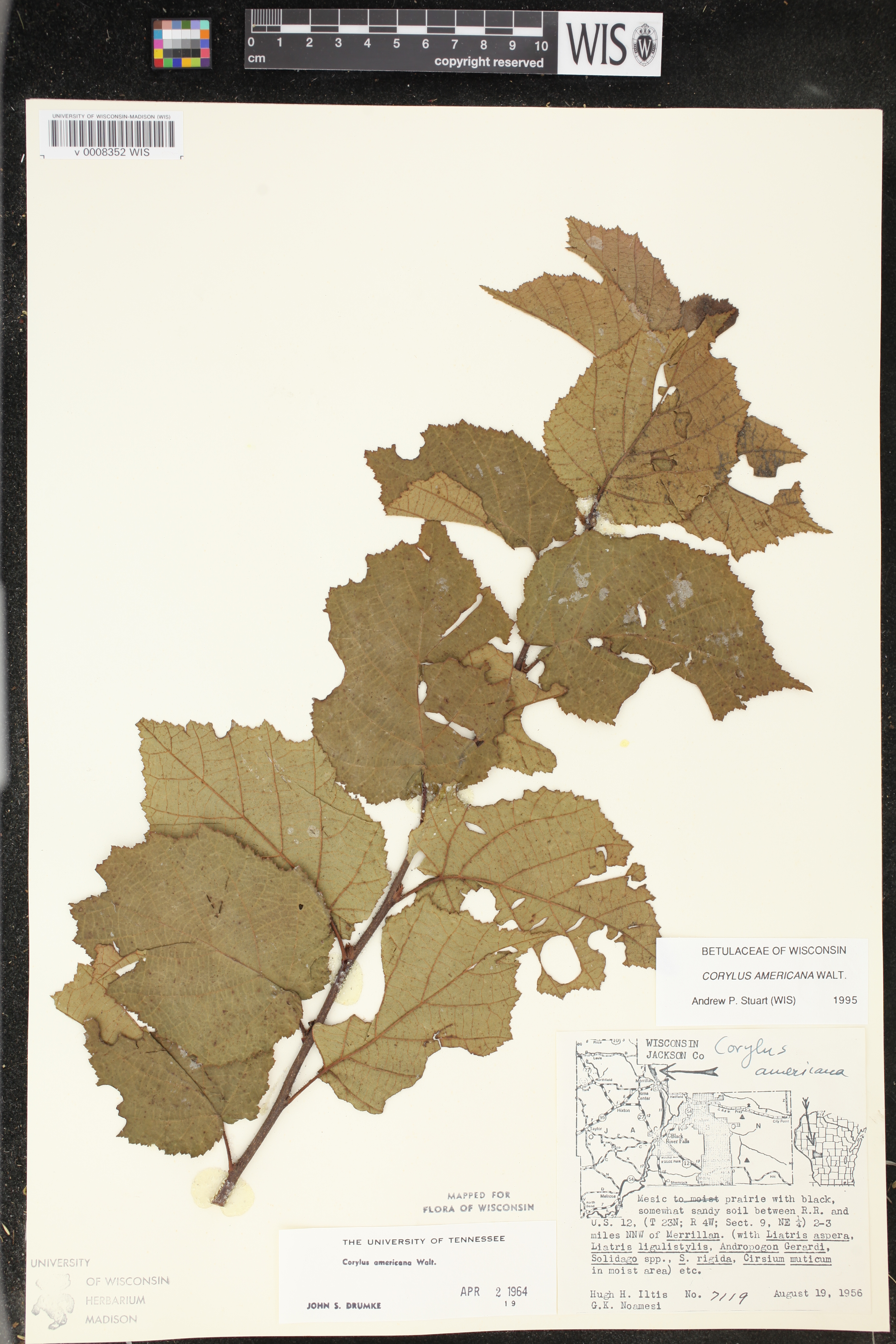 Corylus americana image