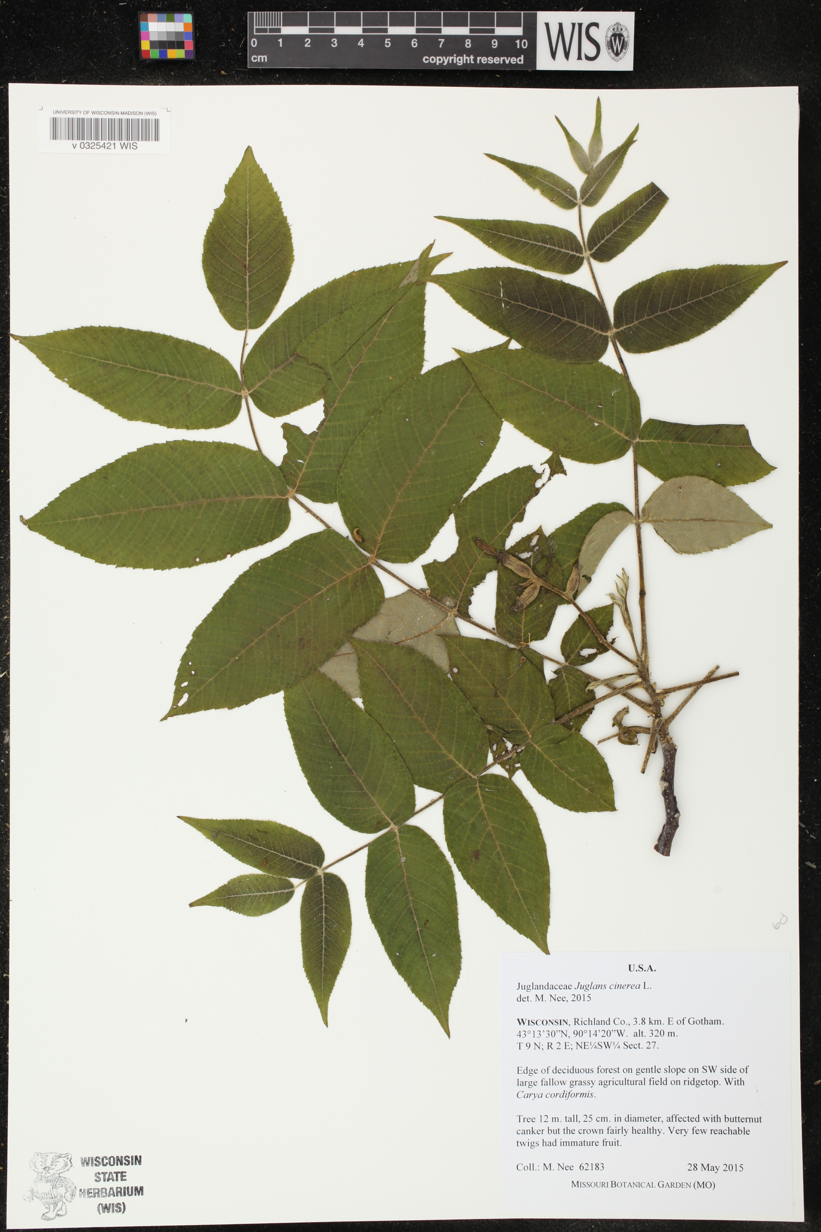 Juglans cinerea image