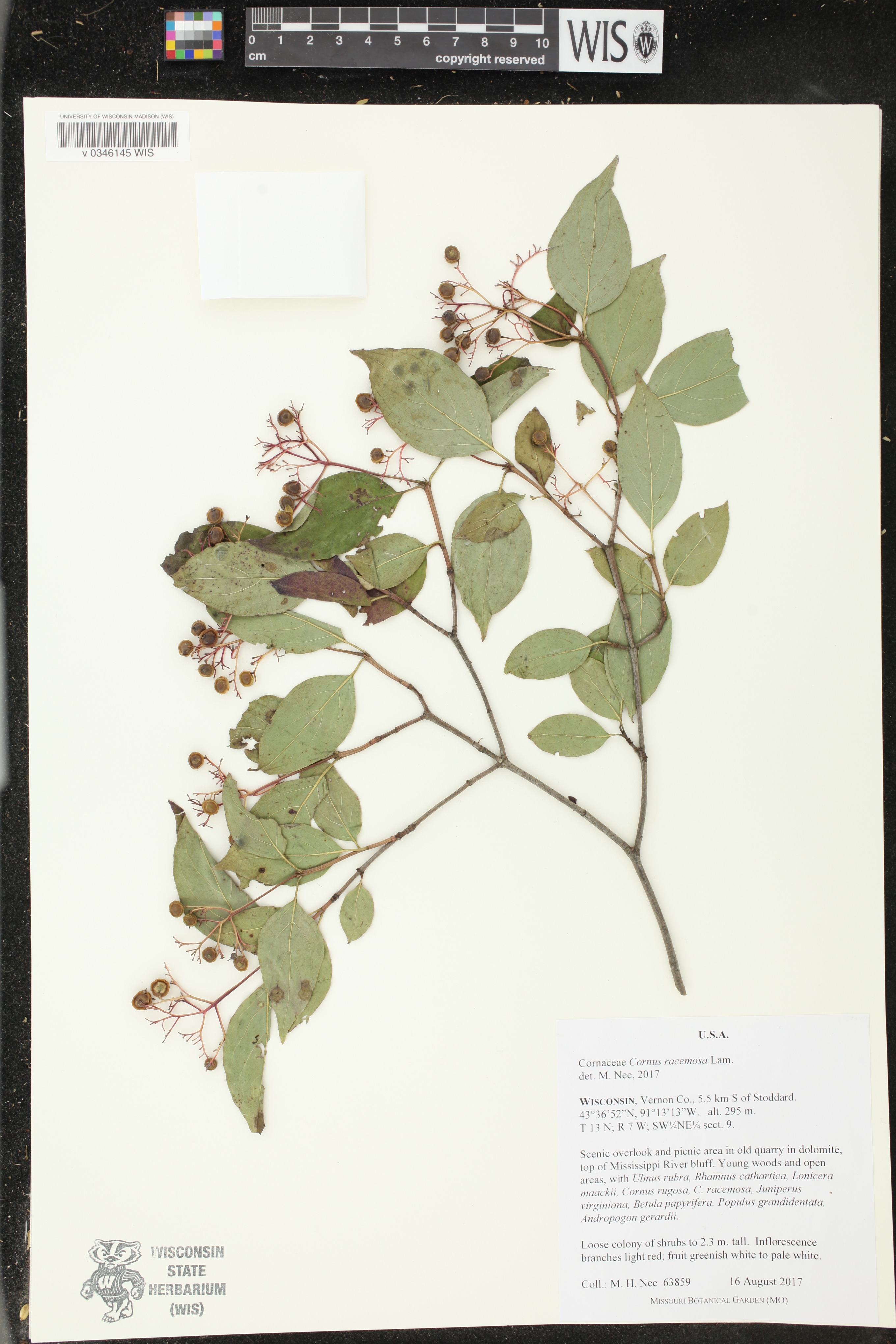 Cornus foemina subsp. racemosa image