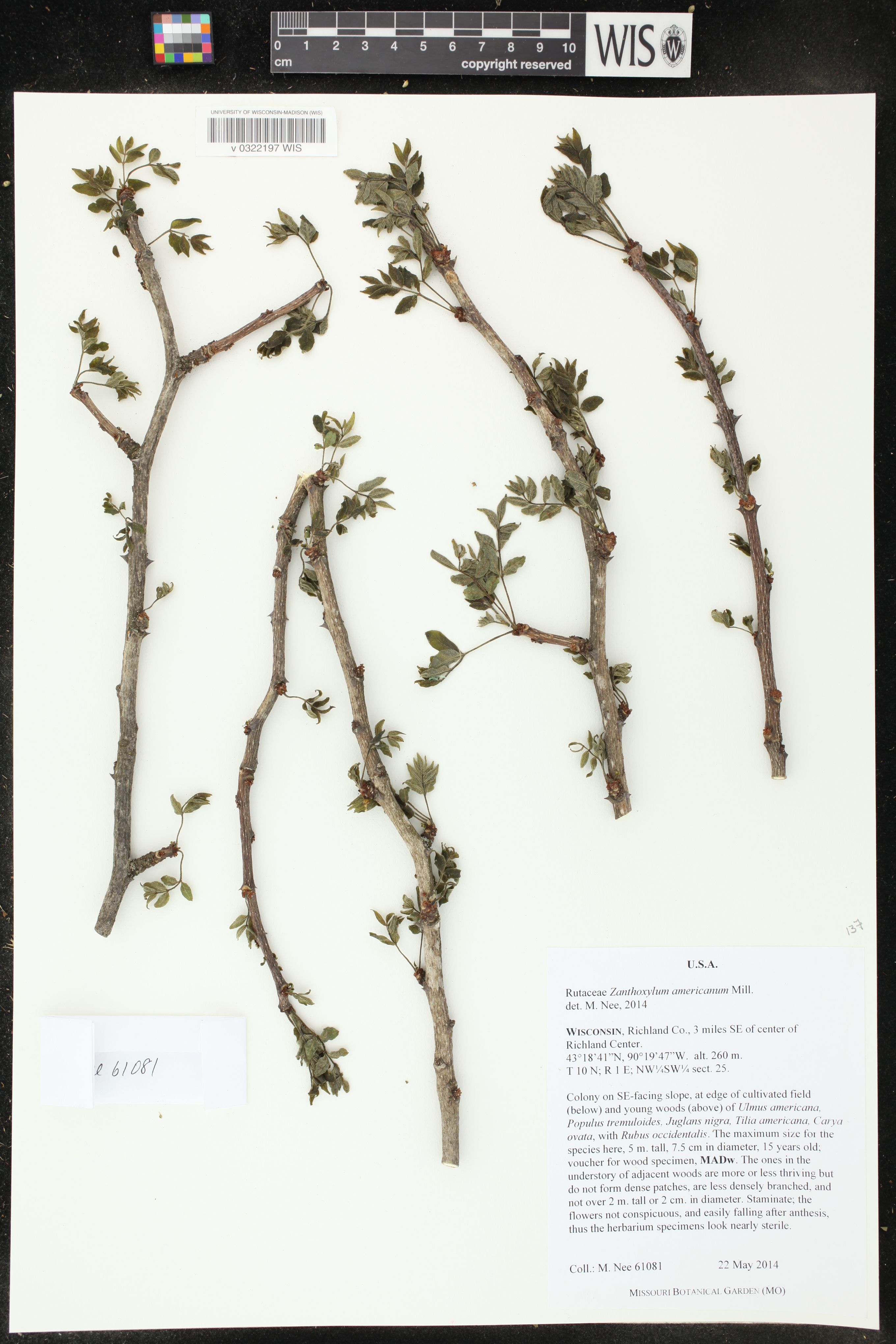 Zanthoxylum americanum image