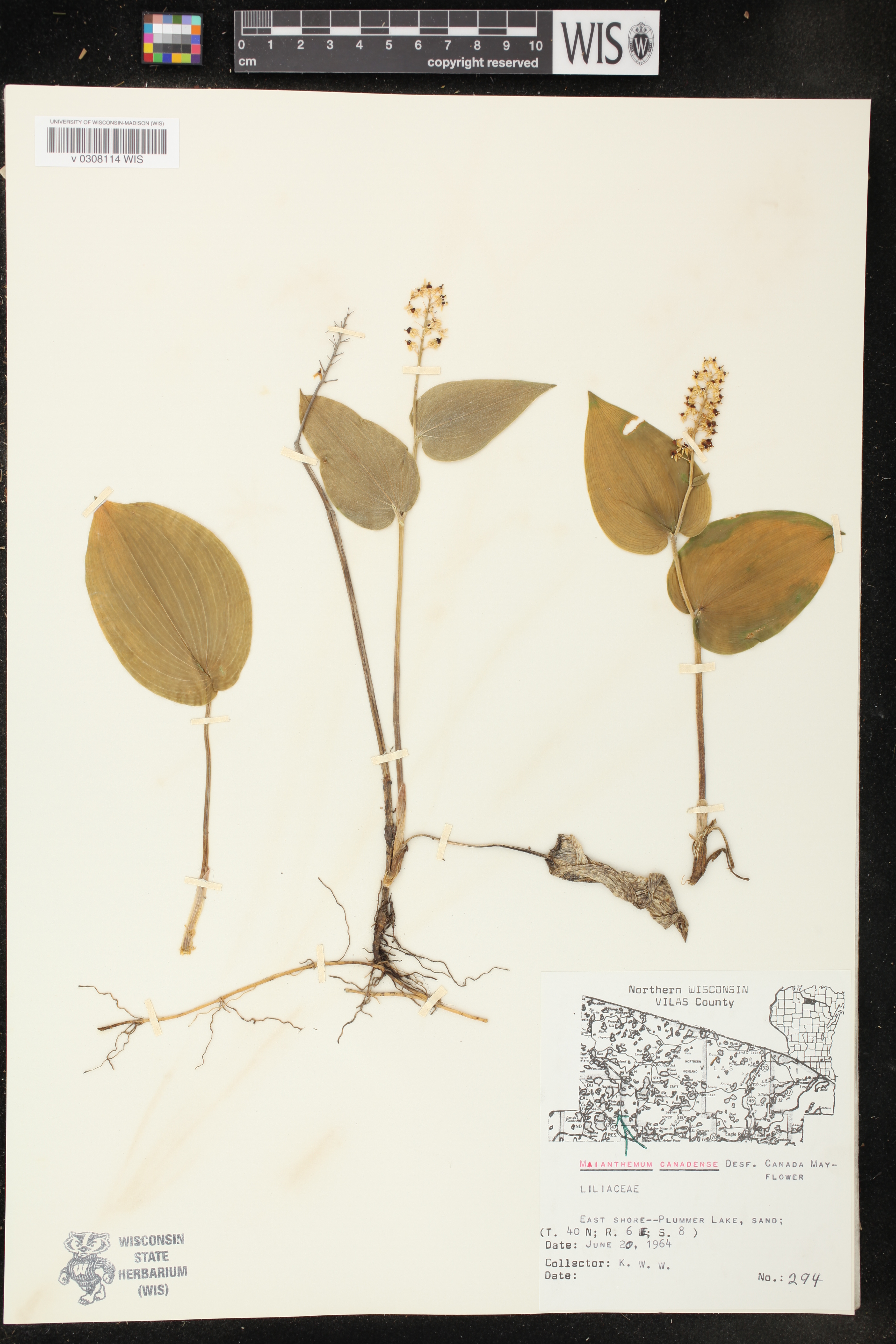 Maianthemum canadense image