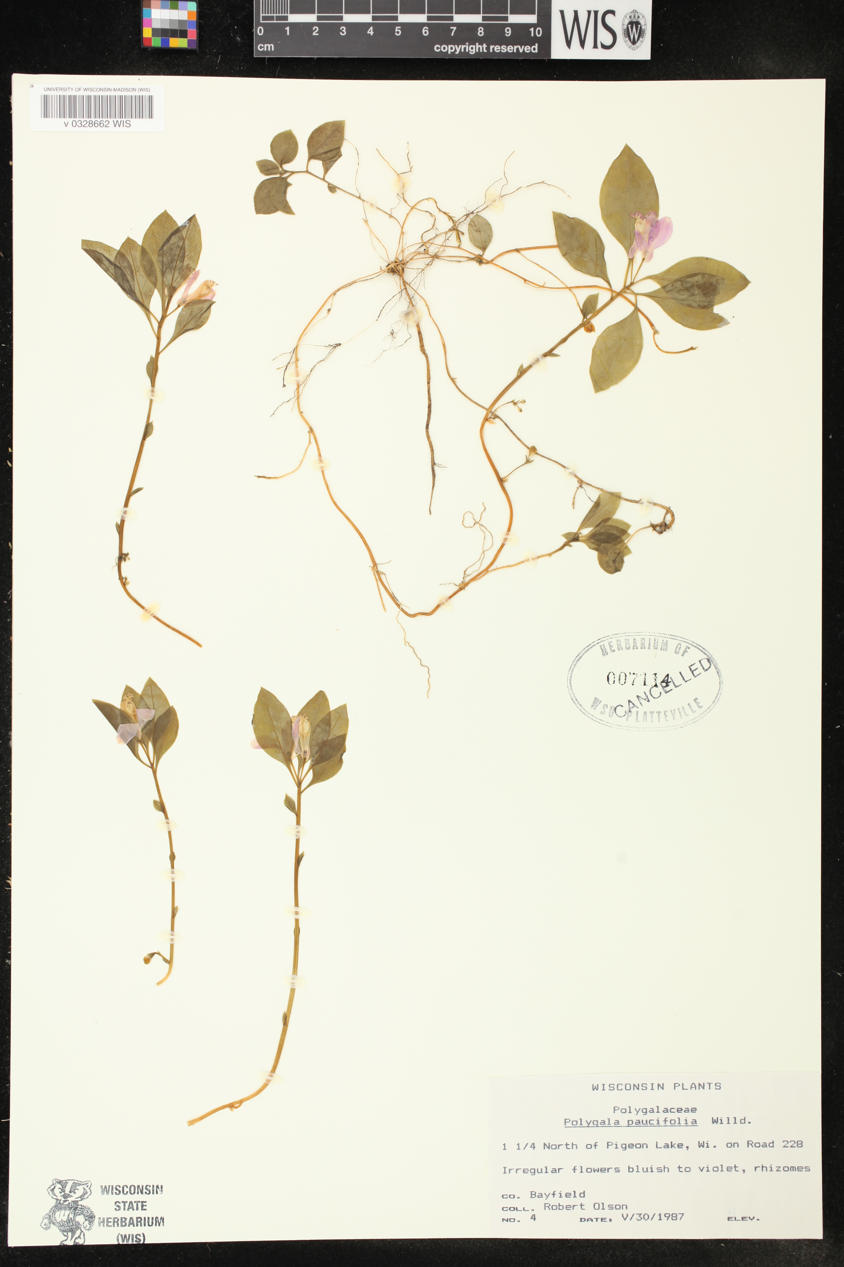 Polygala paucifolia image