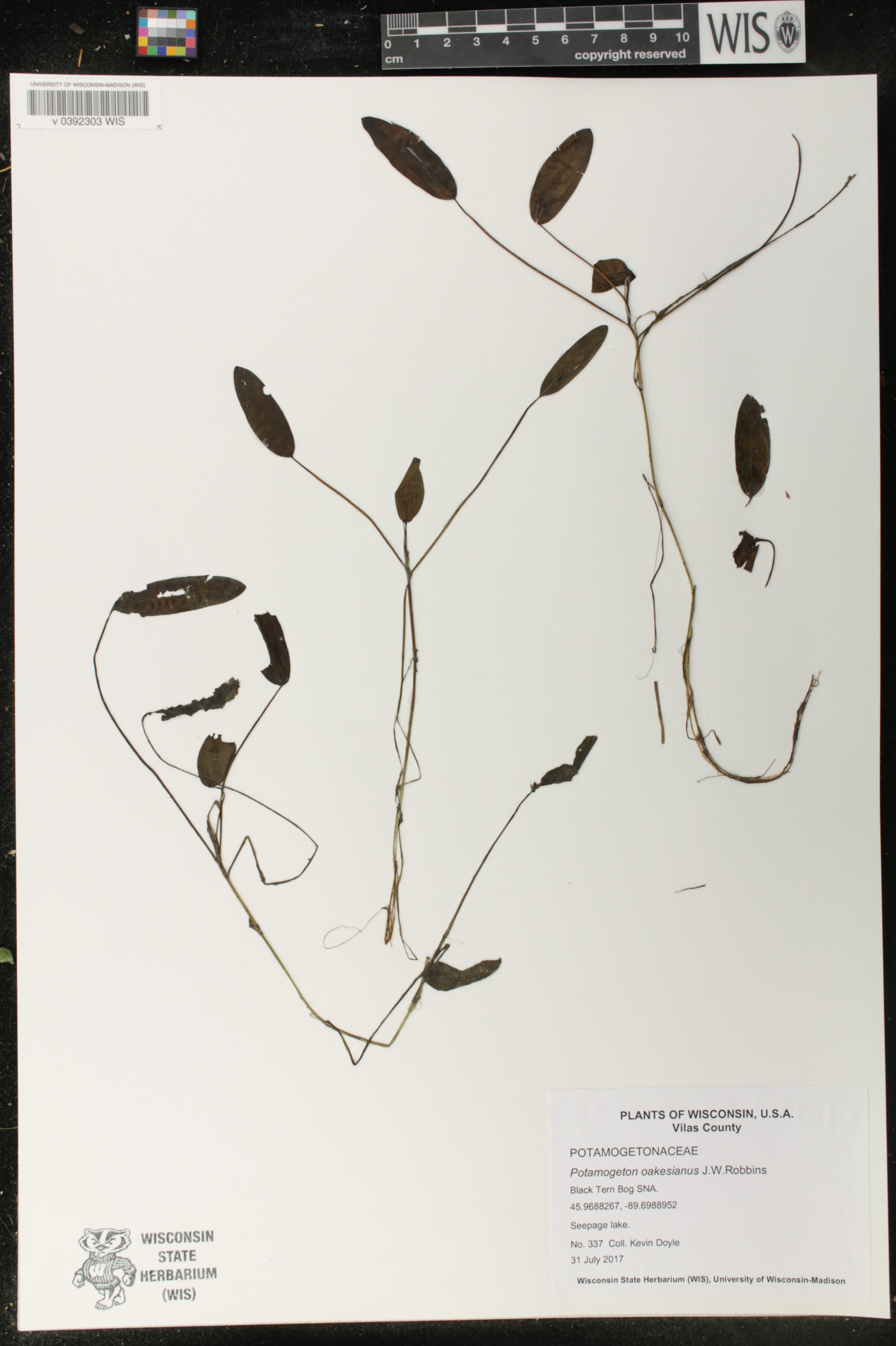 Potamogeton oakesianus image