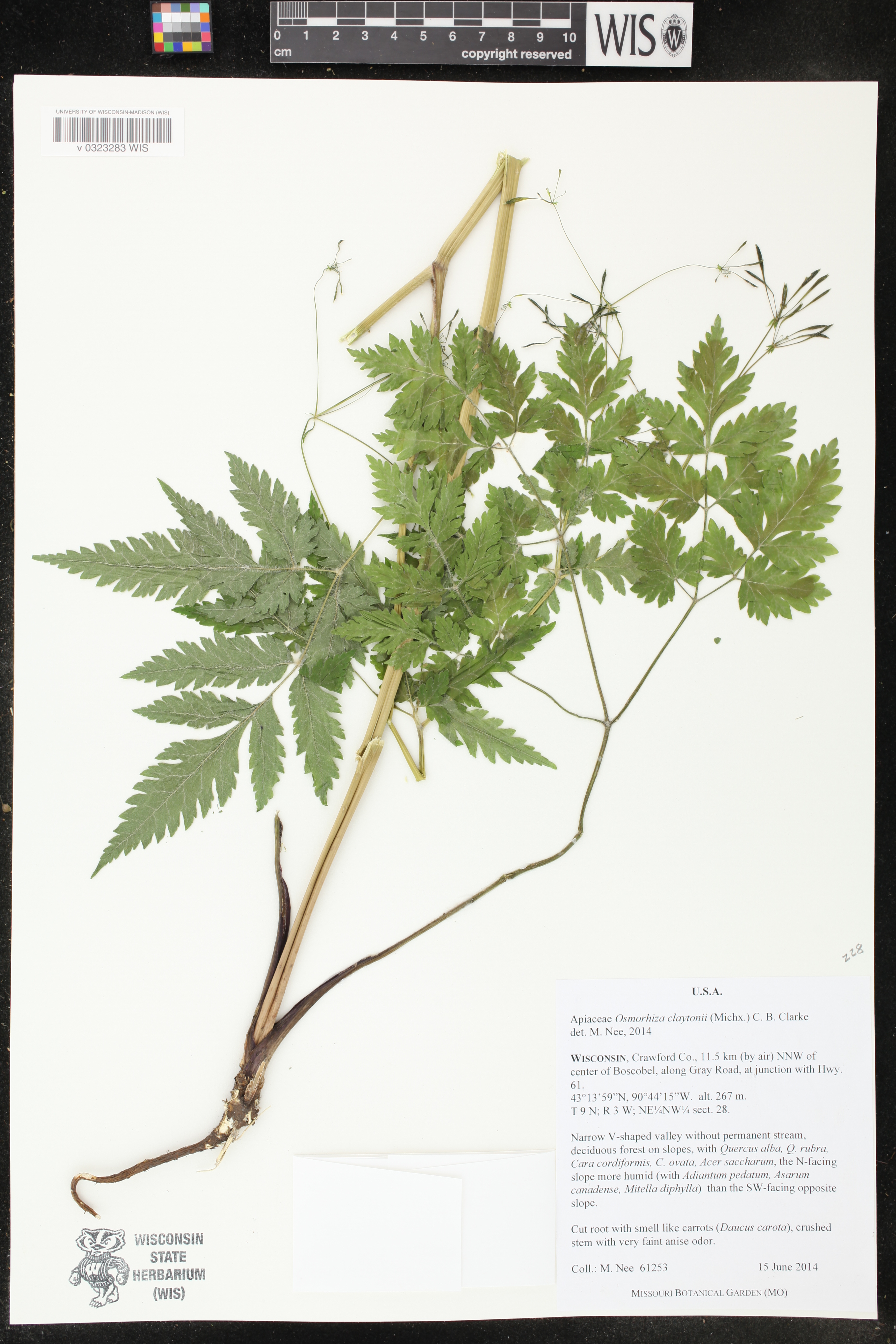 Osmorhiza claytonii image