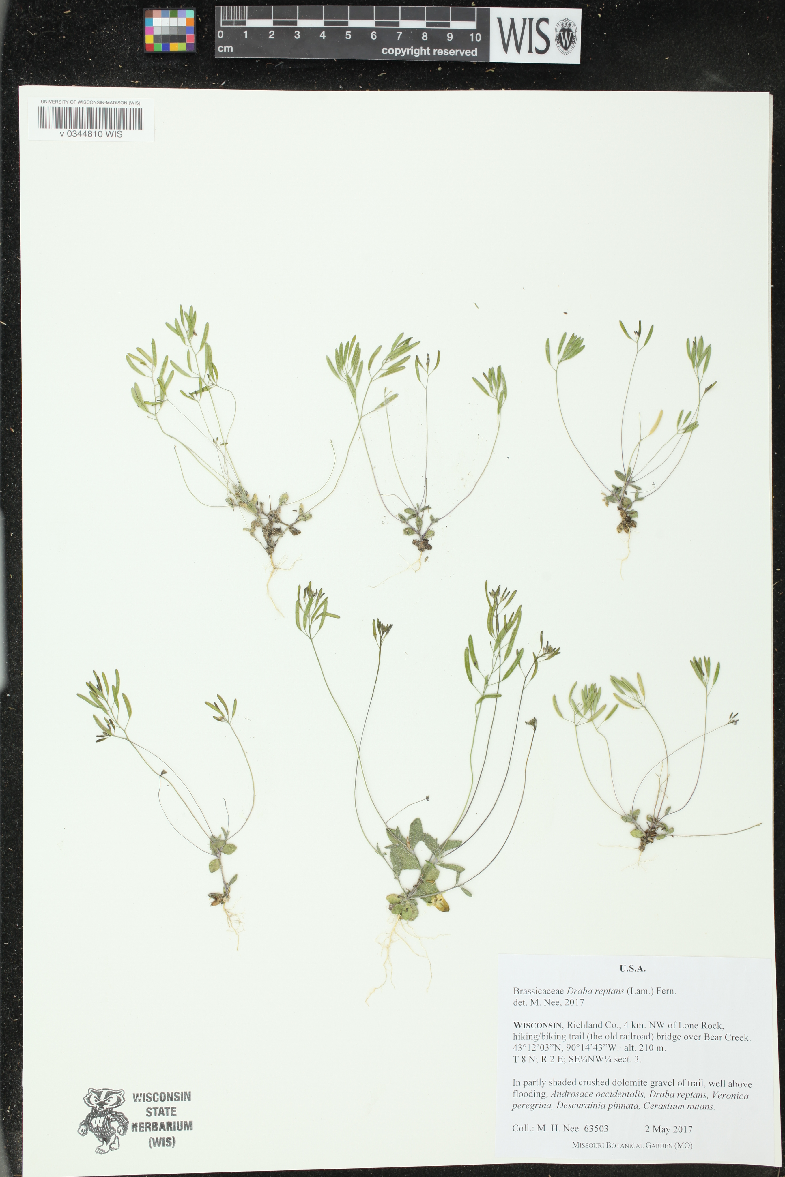 Draba reptans image