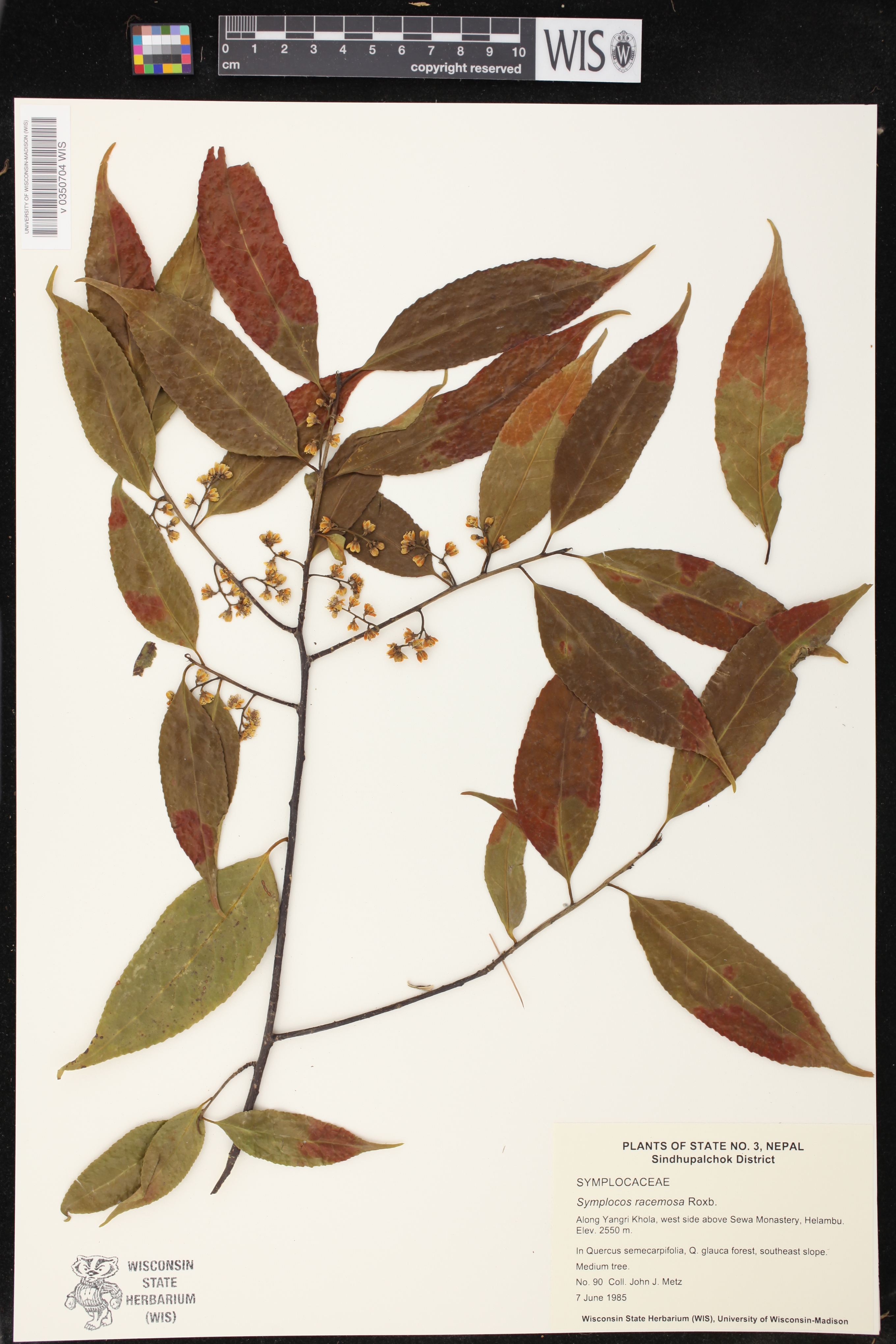 Symplocos racemosa image