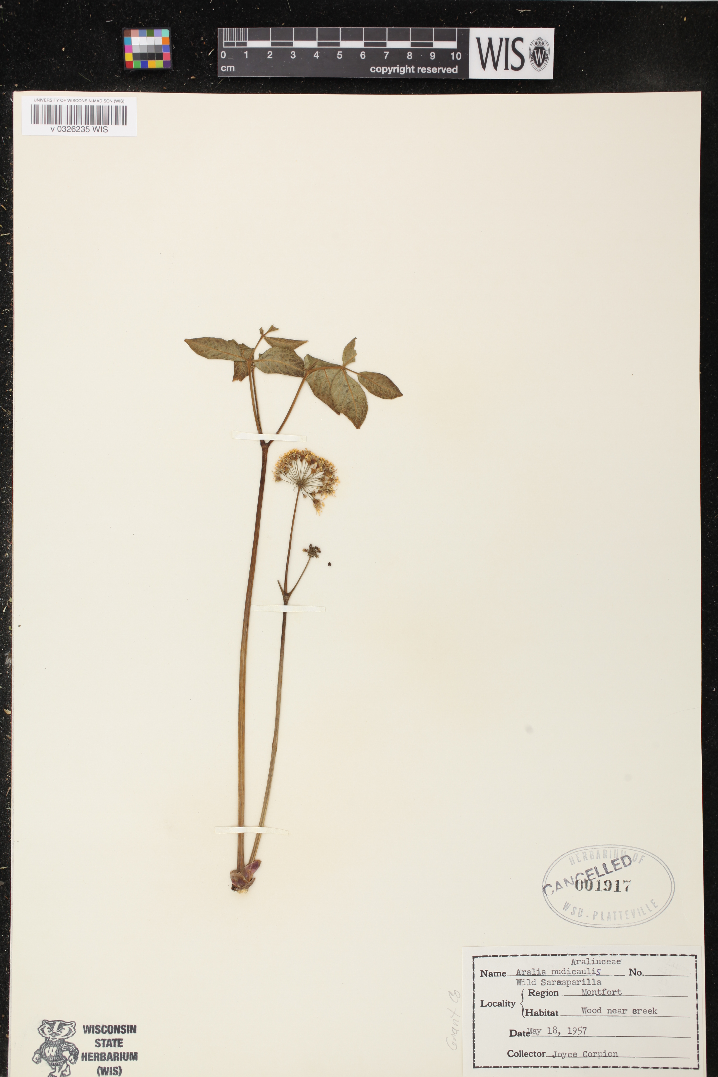 Aralia nudicaulis image