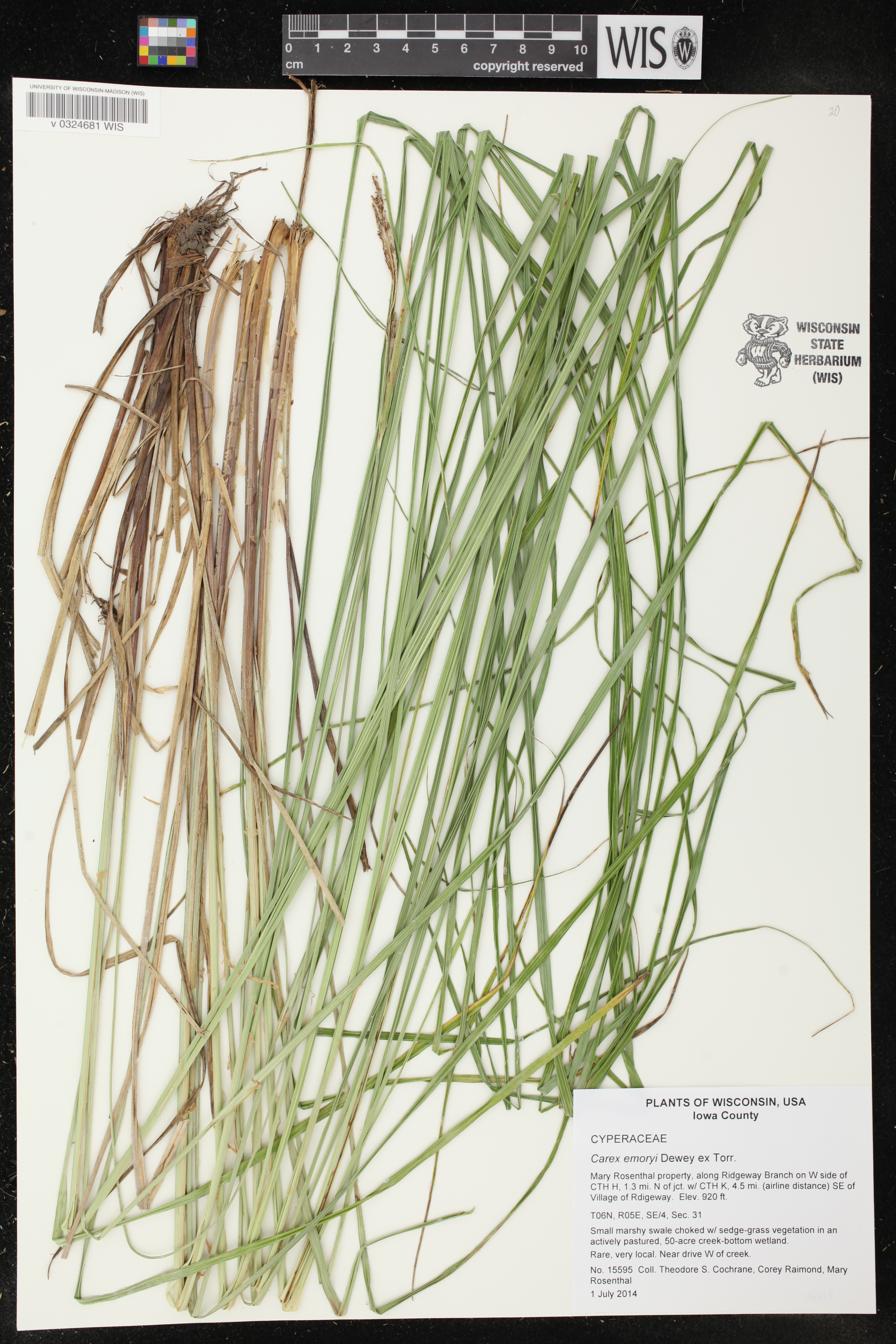 Carex emoryi image