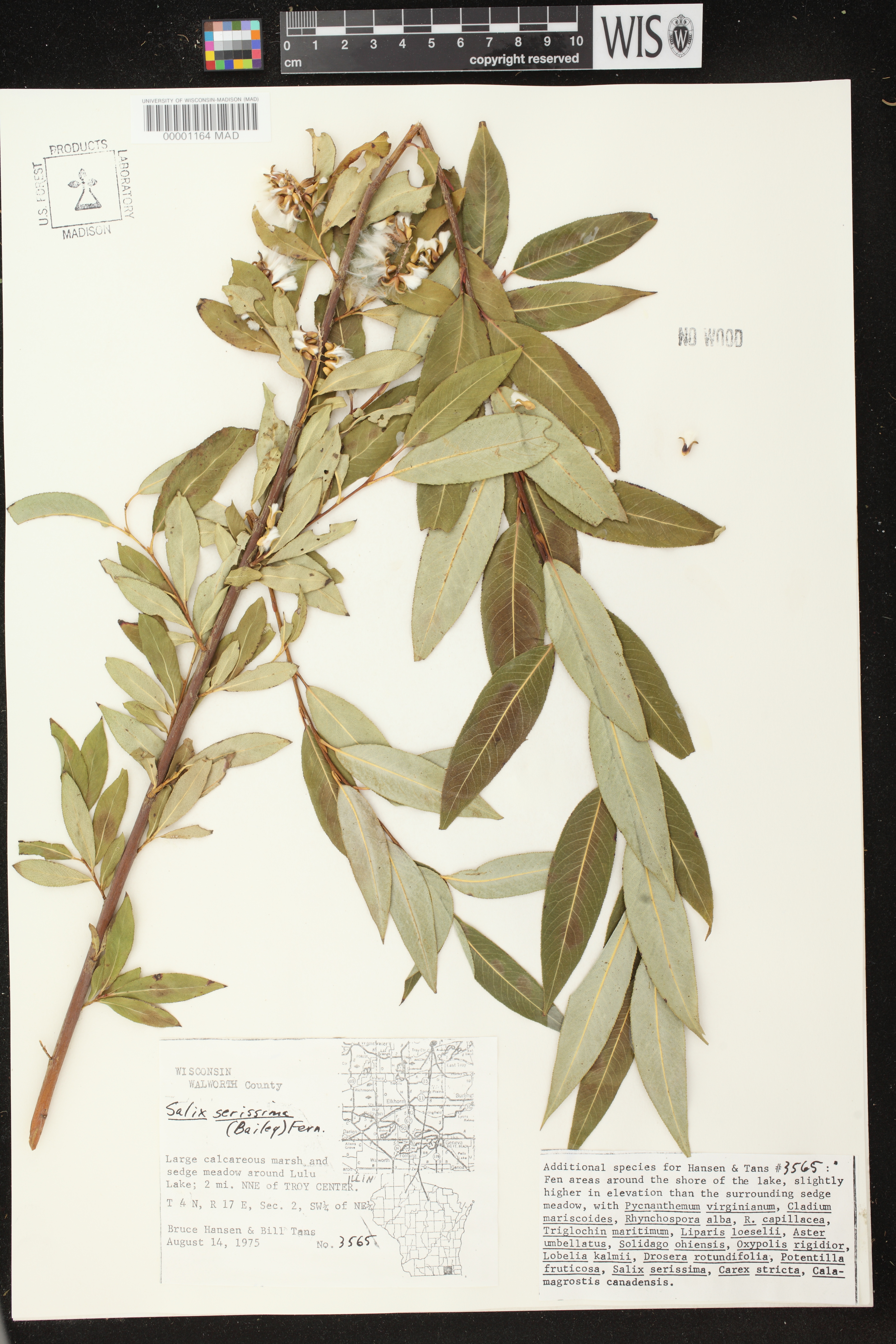 Salix serissima image