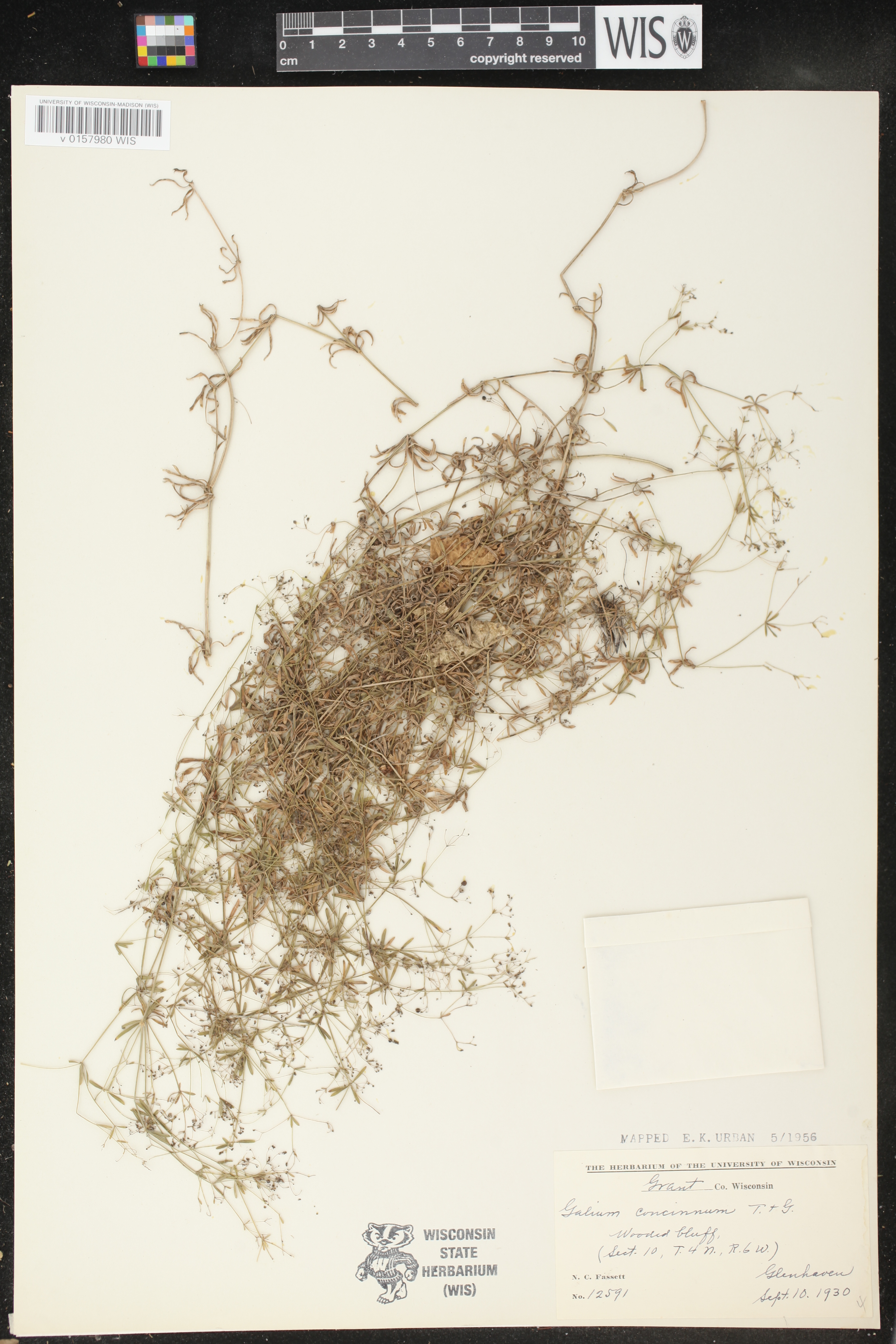 Galium concinnum image