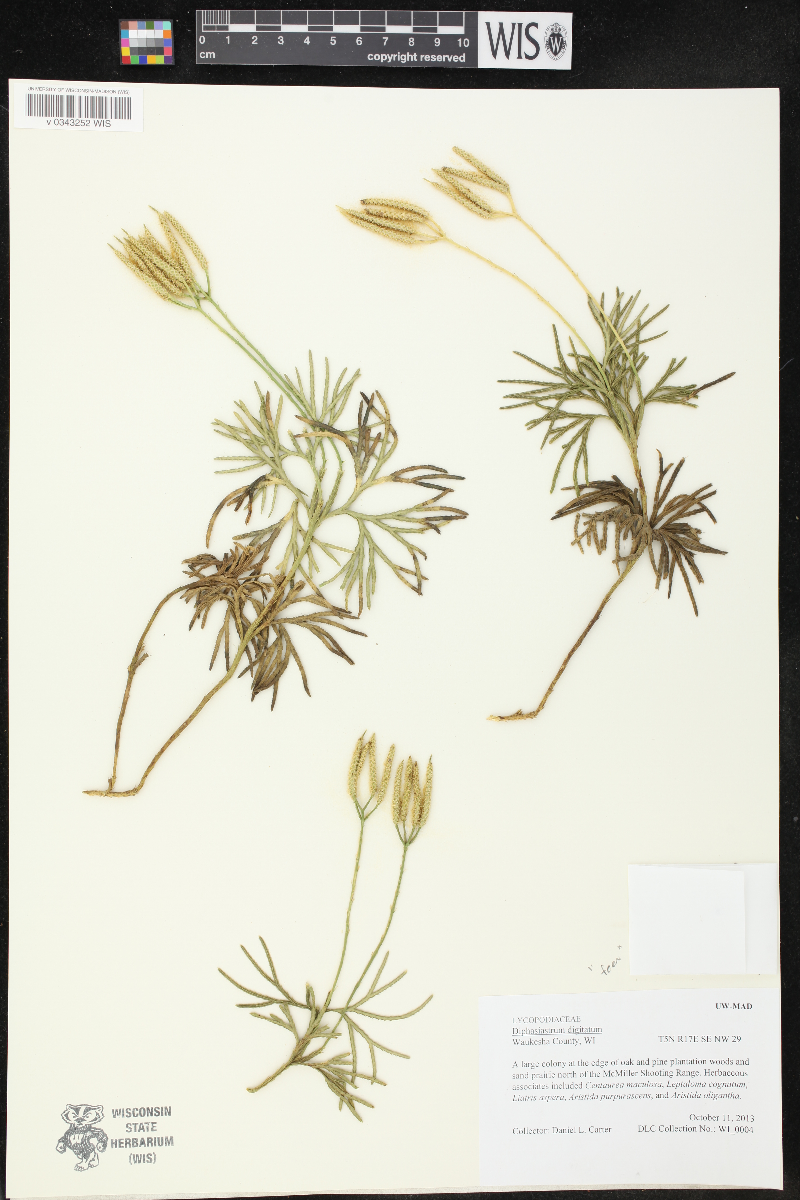 Diphasiastrum digitatum image