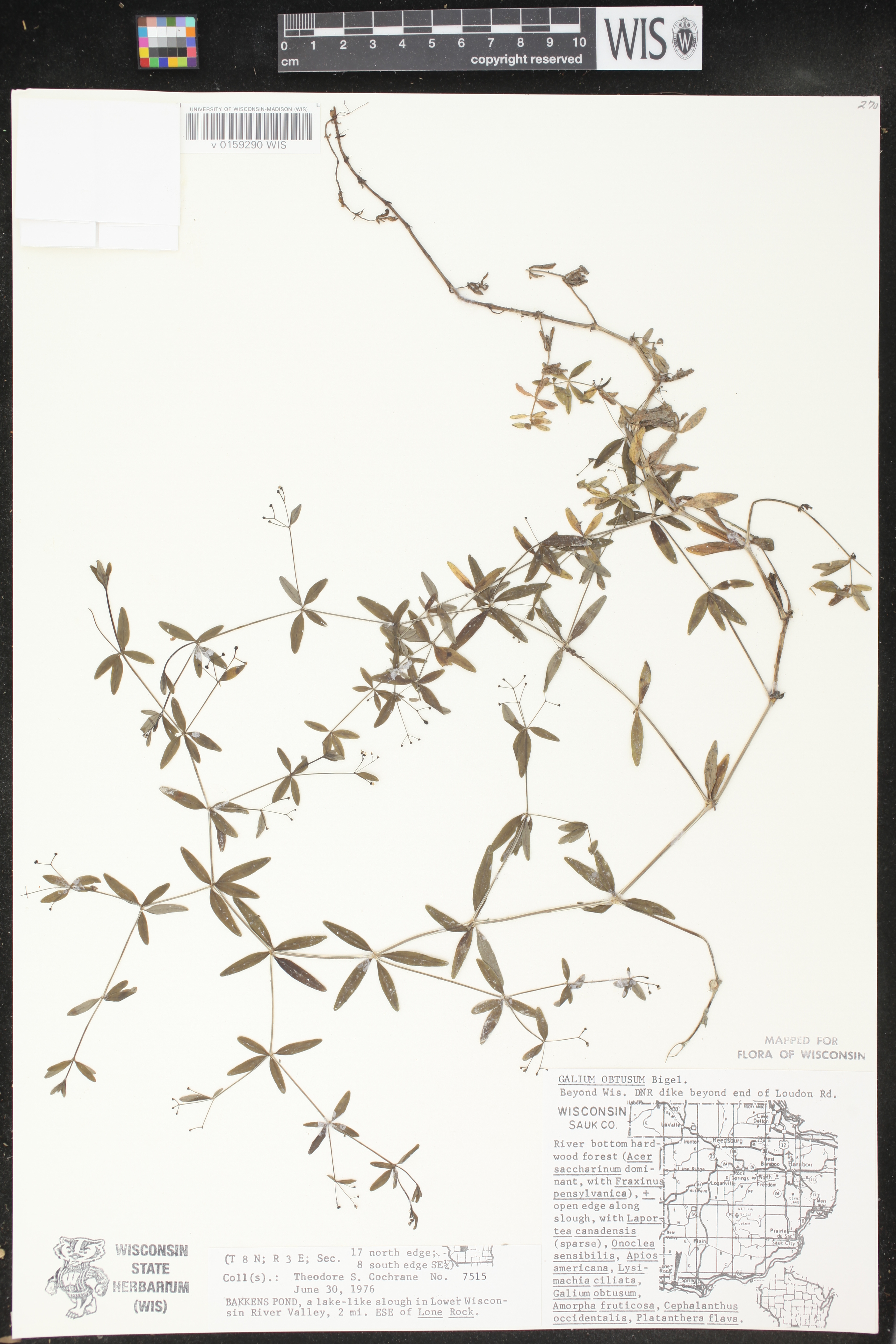 Galium obtusum subsp. obtusum image