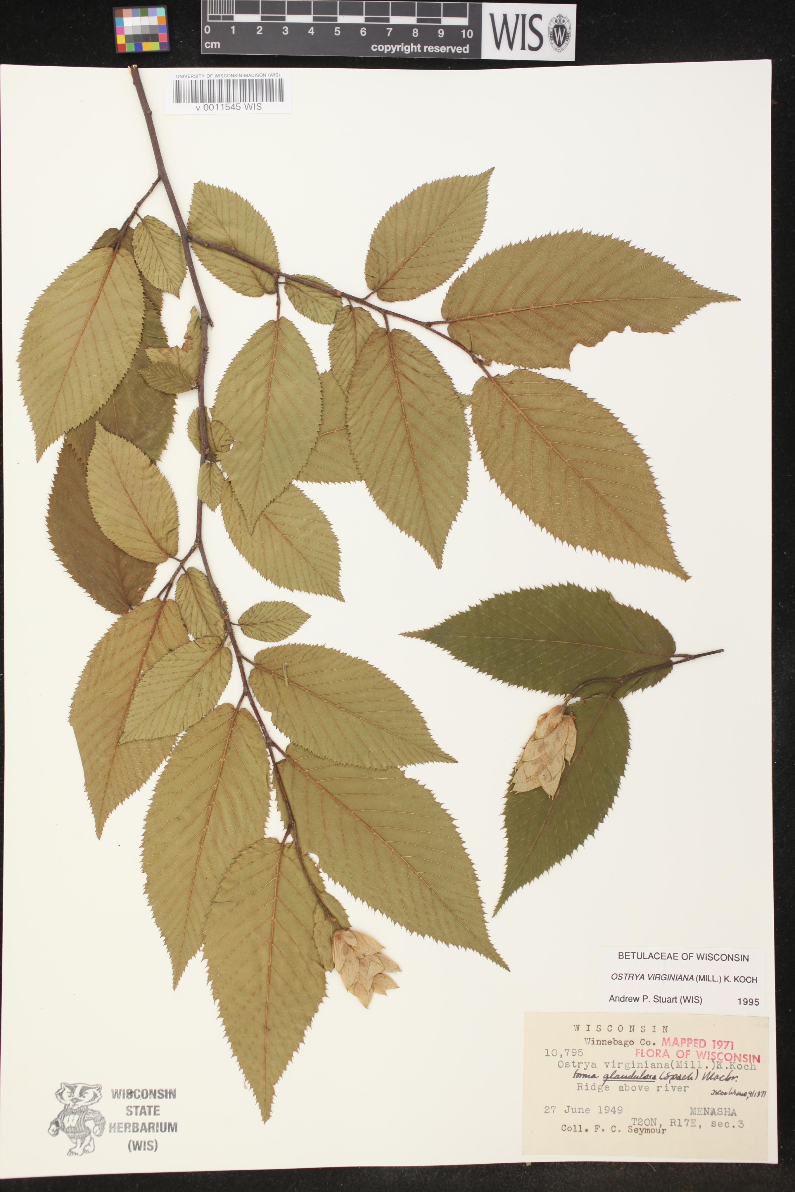 Ostrya virginiana image