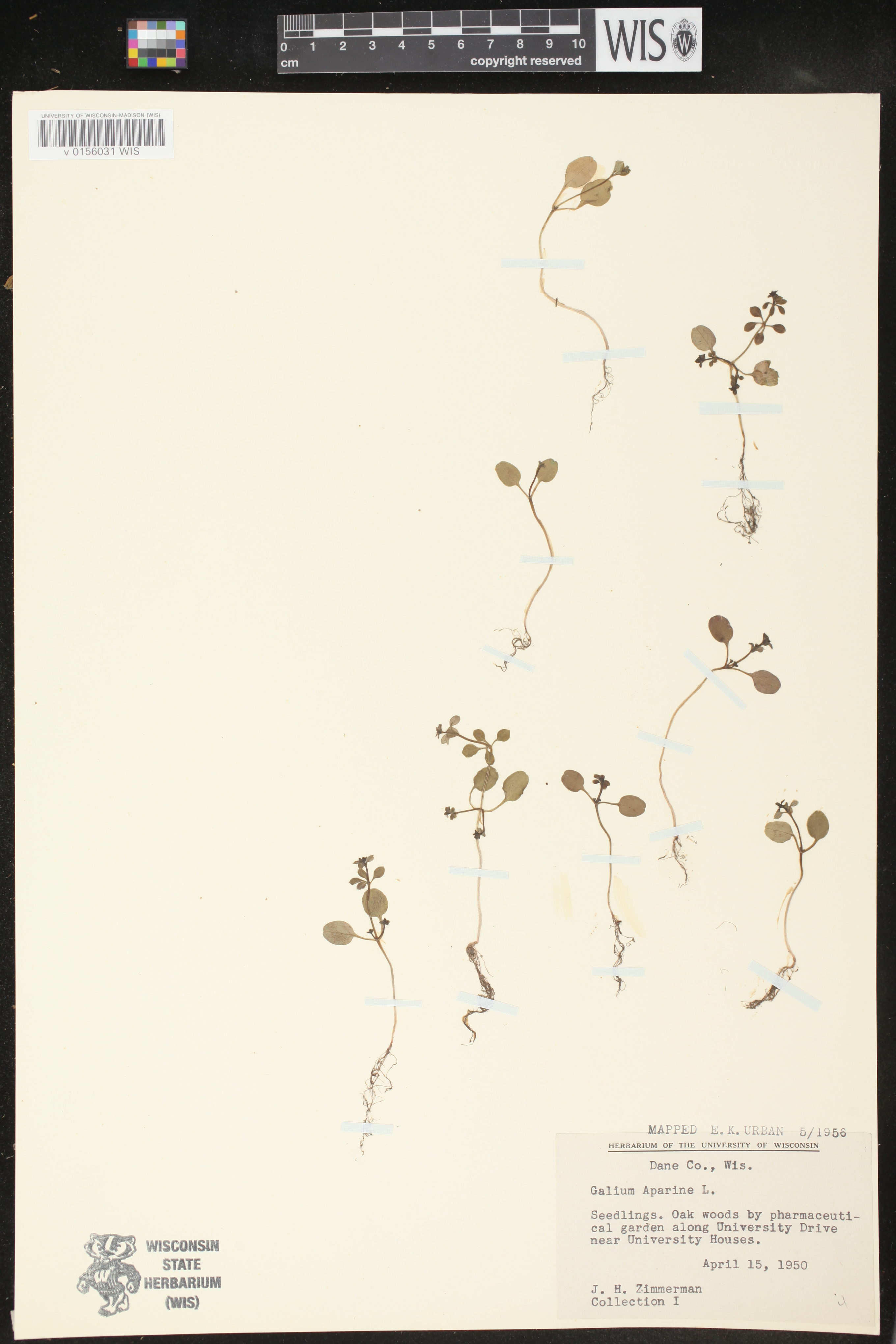 Galium aparine image