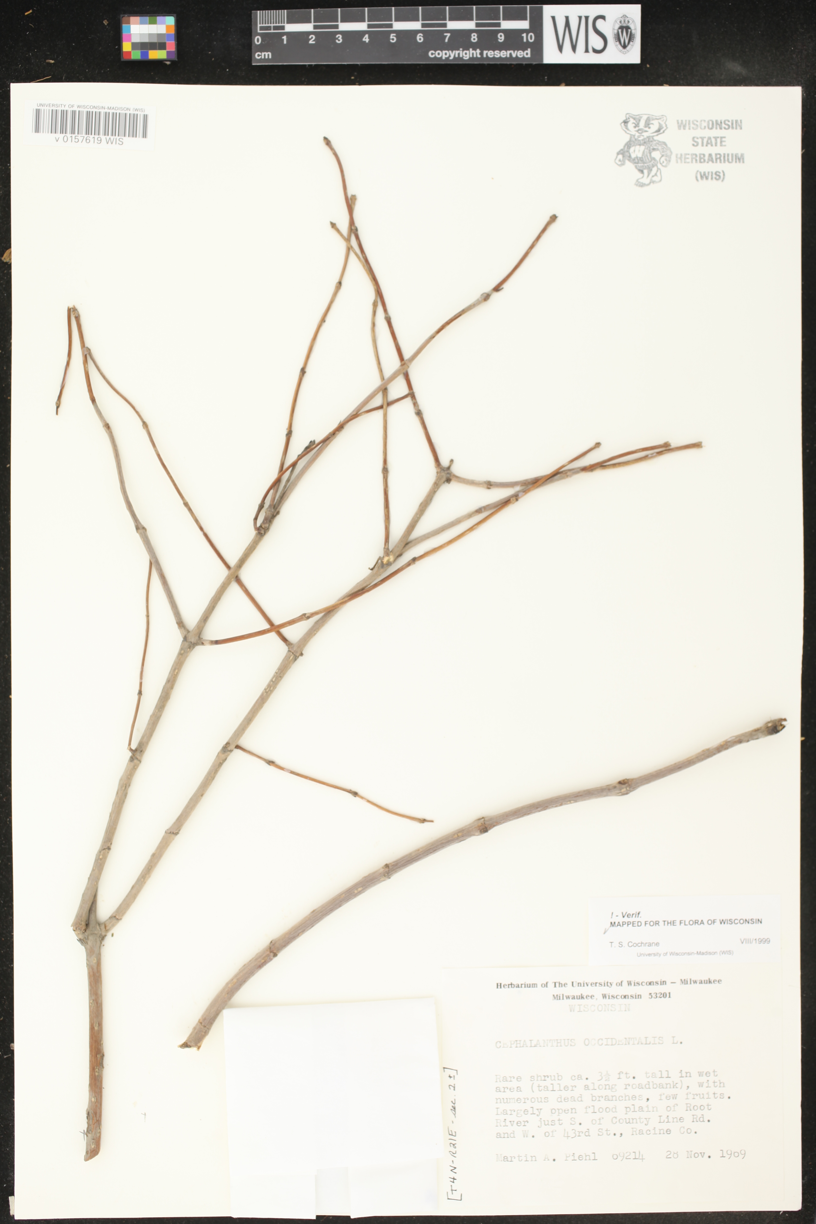 Cephalanthus occidentalis image