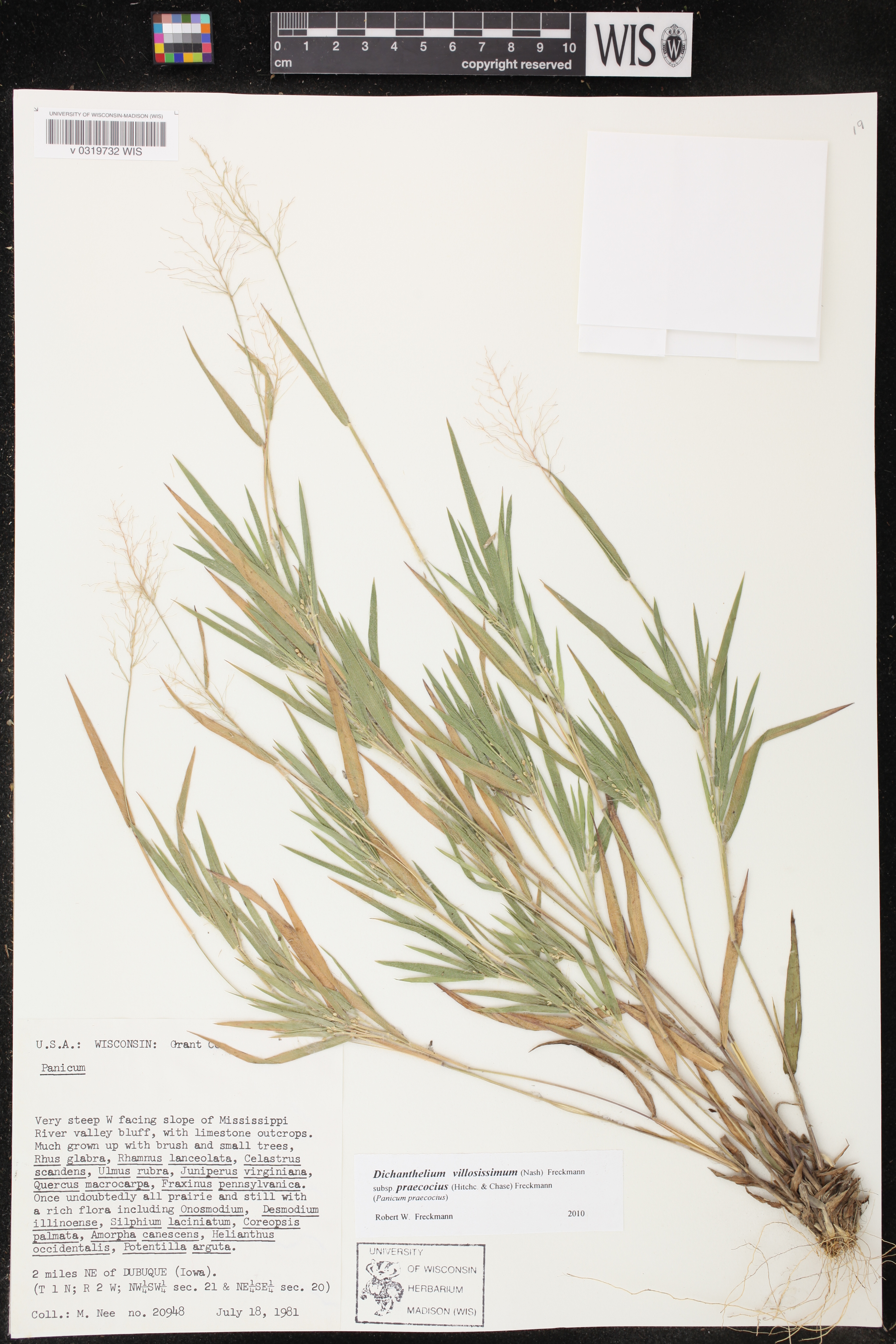 Dichanthelium villosissimum image