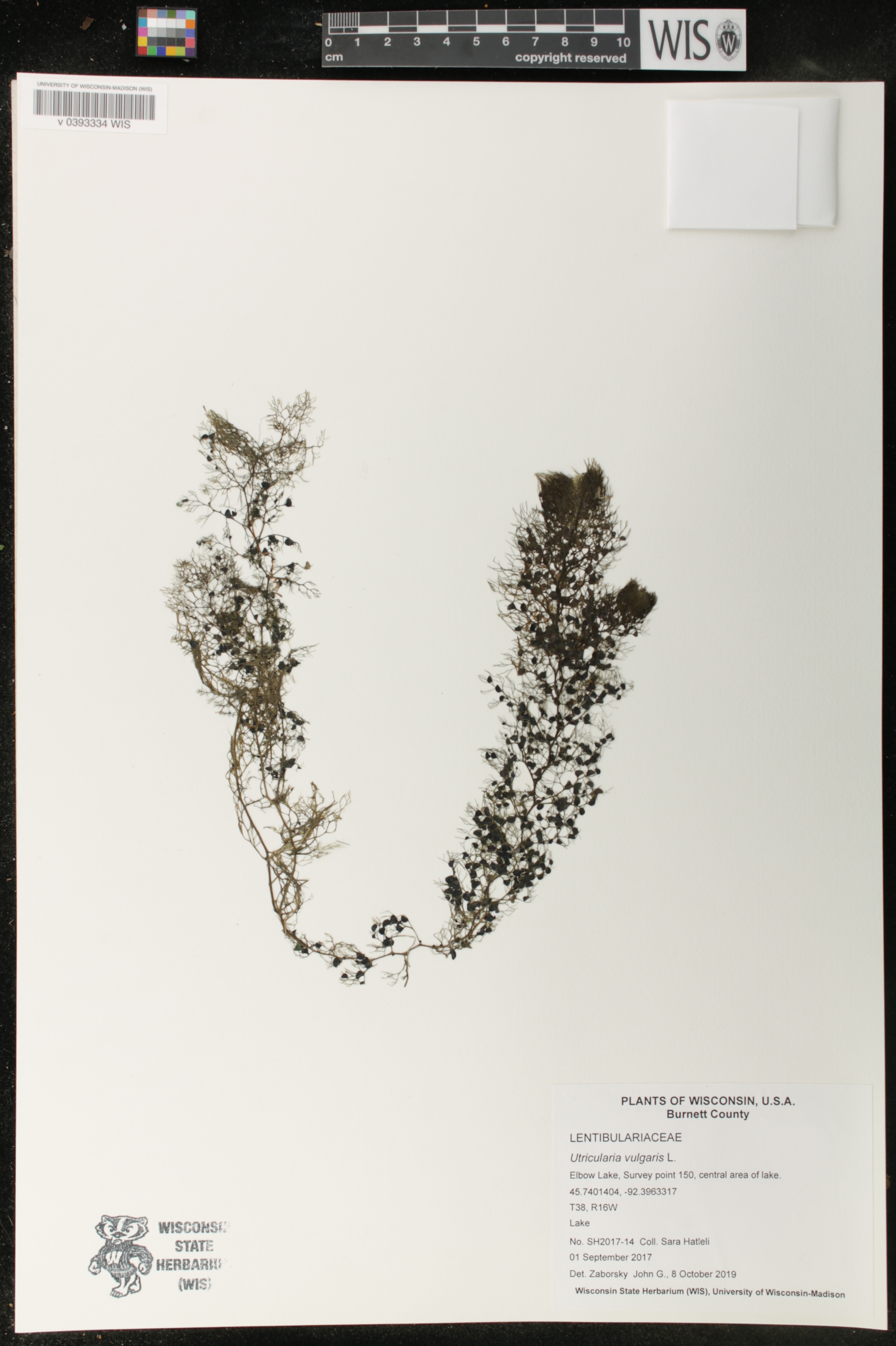 Utricularia vulgaris image