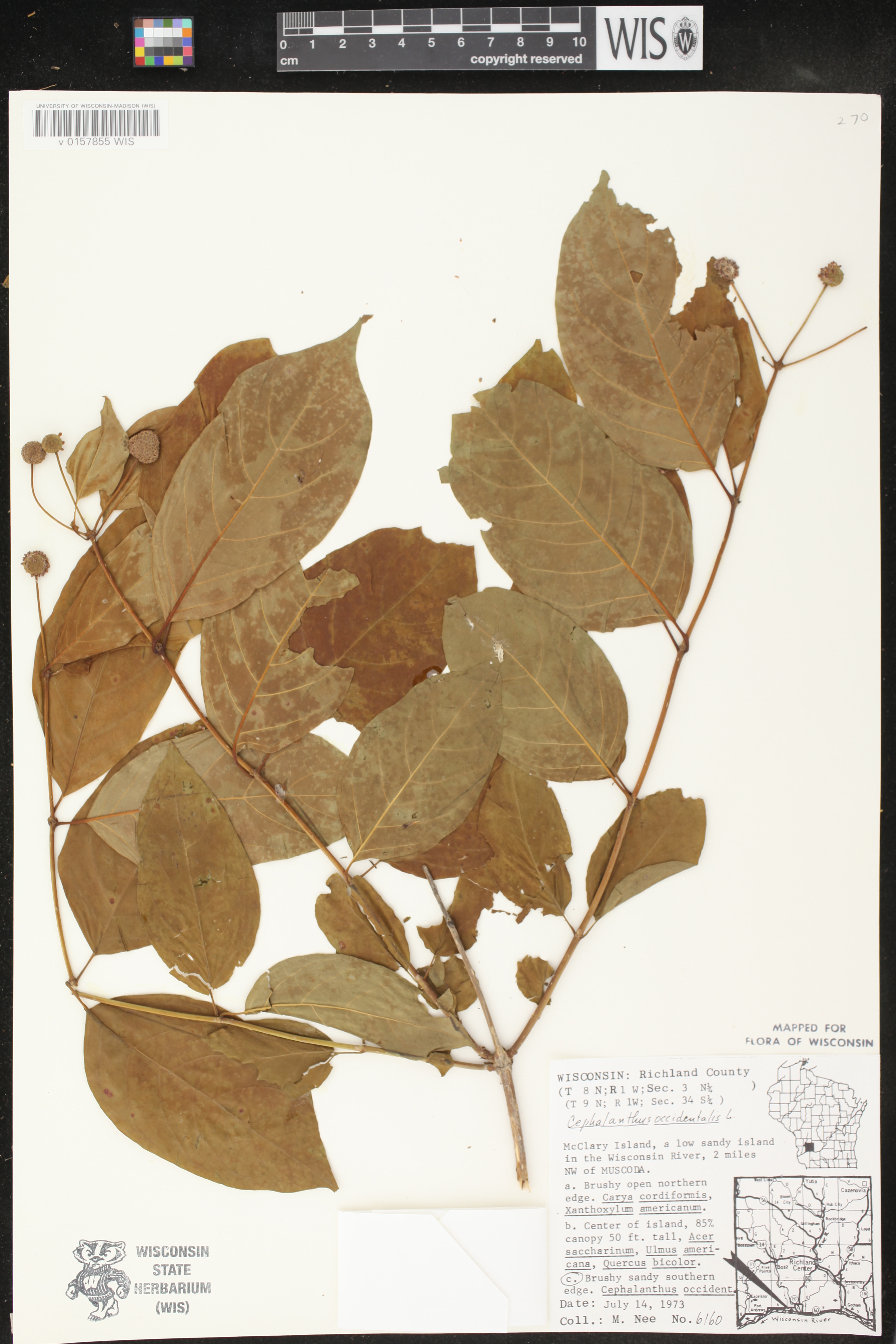 Cephalanthus occidentalis image