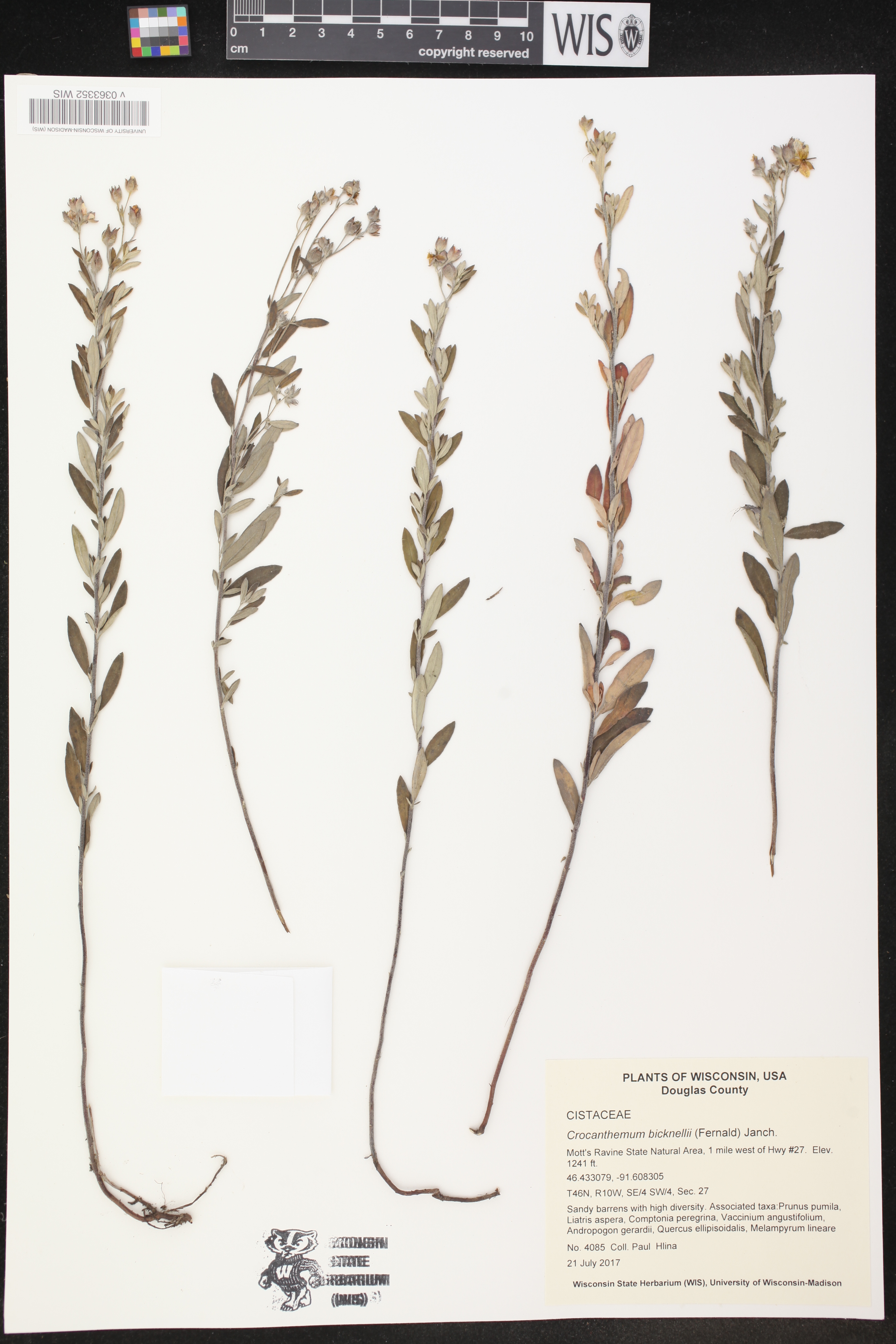 Crocanthemum bicknellii image